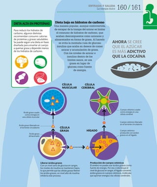 ENTRADA Y SALIDA
La trampa dulce 160 161
Liberar ácidos grasos
Con un nivel sano de glucosa en sangre,
los niveles de insulina se mantienen bajos,
lo que permite que las células grasas liberen
los ácidos grasos; un nivel alto de insulina
inhibiría este proceso.
Dieta baja en hidratos de carbono
Una manera popular, aunque controvertida,
de escapar de la trampa del azúcar es limitar
el consumo de hidratos de carbono, que
acaban descompuestos como azúcares y
almacenados en forma de grasa. Al hacerlo
se evita la montaña rusa de glucosa-
insulina que acaba en deseos de comer
azúcar y acumulación de grasa.
Con los niveles de azúcar e
insulina dentro de los
límites sanos, se usa
grasa en lugar de
glucosa como fuente
de energía.
Producción de cuerpos cetónicos
El cerebro no puede usar ácidos grasos como
fuente de energía. Por eso, si disminuye el
nivel de glucosa en sangre, el hígado convierte
ácidos grasos en cuerpos cetónicos, moléculas
que aportan energía a las células cerebrales.
HÍGADO
CÉLULA
GRASA
CÉLULA
MUSCULAR
CÉLULA
CEREBRAL
Ácido graso
almacenado
Cuerpo cétonico usado
como energía en una
célula cerebral
Cuerpo cetónico liberado
en el torrente circulatorio
Para reducir los hidratos de
carbono, algunos dietistas
recomiendan consumir calorías
de proteínas y grasas saludables.
Se puede seguir una dieta en fases
diseñada para enseñar al cuerpo
a quemar grasa y depender menos
de los hidratos de carbono.
DIETAALTAENPROTEÍNAS
Ácido graso liberado en
el torrente circulatorio
Ácido graso usado
como energía en
una célula muscular
Cuerpo cetónico
producido con ácidos
grasos en el hígado
AHORA SE CREE
QUE EL AZÚCAR
ES MÁS ADICTIVO
QUE LA COCAÍNA
 