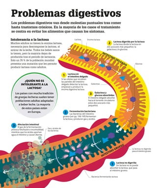 Intolerancia a la lactosa
Muchos adultos no tienen la enzima lactasa,
necesaria para descomponer la lactosa, el
azúcar de la leche. Todos los bebés sanos
la tienen, pero la mayoría dejan de
producirla tras el período de lactancia.
Solo un 35% de la población mundial
presenta una mutación que les permite
producir lactasa como adultos.
Gas y ácidos de
las bacterias
La lactosa no digerida
pasa al intestino grueso
Bacterias fermentando lactosa
Lactosa en
el intestino delgado
Si las células que recubren
las paredes del intestino
delgado detectan la lactosa,
empiezan a producir la
enzima digestiva lactasa.
1
Lactosa no digerida
Sin lactasa no se puede
absorber la lactosa, que pasa
al intestino grueso.
1
Galactosa y
glucosa absorbidas
El intestino delgado absorbe
hacia el torrente circulatorio
estos dos azúcares más
pequeños.
3
Fermentación bacteriana
Las bacterias del intestino
grueso (ver pp. 148-149) fermentan
la lactosa y producen gas y ácidos.
2
Afectación intestinal
El gas de la fermentación
provoca hinchazón e incomodidad,
mientras que los ácidos aportan
agua al intestino y causan diarrea.
3
Lactosa
¿QUIÉN NO ES
INTOLERANTE A LA
LACTOSA?
Los países con mucha tradición
de granjas lecheras suelen tener
poblaciones adultas adaptadas
a beber leche. La mayoría
de estos países están
en Europa.
INTESTINO GRUESO
Enzima lactasa
Glucosa
Galactosa
Lactosa digerida por la lactasa
La lactasa divide la lactosa en
dos azúcares más pequeños: la
galactosa y la glucosa.
2
Problemas digestivos
Los problemas digestivos van desde molestias puntuales tras comer
hasta trastornos crónicos. En la mayoría de los casos el tratamiento
se centra en evitar los alimentos que causan los síntomas.
INTESTINO DELGADO
 