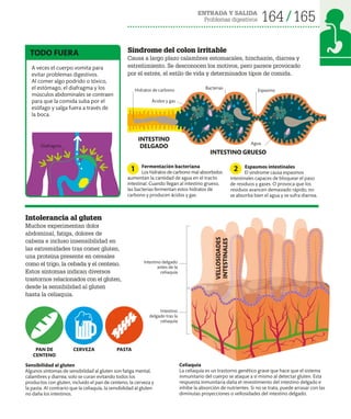 ENTRADA Y SALIDA
Problemas digestivos 164 165
Intolerancia al gluten
Muchos experimentan dolor
abdominal, fatiga, dolores de
cabeza e incluso insensibilidad en
las extremidades tras comer gluten,
una proteína presente en cereales
como el trigo, la cebada y el centeno.
Estos síntomas indican diversos
trastornos relacionados con el gluten,
desde la sensibilidad al gluten
hasta la celiaquía.
Sensibilidad al gluten
Algunos síntomas de sensibilidad al gluten son fatiga mental,
calambres y diarrea; solo se curan evitando todos los
productos con gluten, incluido el pan de centeno, la cerveza y
la pasta. Al contrario que la celiaquía, la sensibilidad al gluten
no daña los intestinos.
Celiaquía
La celiaquía es un trastorno genético grave que hace que el sistema
inmunitario del cuerpo se ataque a sí mismo al detectar gluten. Esta
respuesta inmunitaria daña el revestimiento del intestino delgado e
inhibe la absorción de nutrientes. Si no se trata, puede arrasar con las
diminutas proyecciones o vellosidades del intestino delgado.
A veces el cuerpo vomita para
evitar problemas digestivos.
Al comer algo podrido o tóxico,
el estómago, el diafragma y los
músculos abdominales se contraen
para que la comida suba por el
esófago y salga fuera a través de
la boca.
TODO FUERA
PASTA
CERVEZA
PAN DE
CENTENO
Síndrome del colon irritable
Causa a largo plazo calambres estomacales, hinchazón, diarrea y
estreñimiento. Se desconocen los motivos, pero parece provocado
por el estrés, el estilo de vida y determinados tipos de comida.
Fermentación bacteriana
Los hidratos de carbono mal absorbidos
aumentan la cantidad de agua en el tracto
intestinal. Cuando llegan al intestino grueso,
las bacterias fermentan estos hidratos de
carbono y producen ácidos y gas.
1 Espasmos intestinales
El síndrome causa espasmos
intestinales capaces de bloquear el paso
de residuos y gases. O provoca que los
residuos avancen demasiado rápido, no
se absorba bien el agua y se sufra diarrea.
2
VELLOSIDADES
INTESTINALES
Intestino
delgado tras la
celiaquía
Espasmo
Diafragma
Bacterias
Ácidos y gas
Hidratos de carbono
Intestino delgado
antes de la
celiaquía
Agua
INTESTINO
DELGADO
INTESTINO GRUESO
 