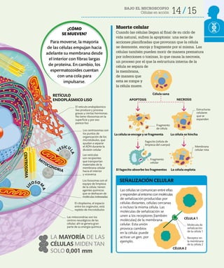 BAJO EL MICROSCOPIO
Células en acción 14 15
Muerte celular
Cuando las células llegan al final de su ciclo de
vida natural, sufren la apoptosis: una serie de
acciones planificadas que provocan que la célula
se desmonte, encoja y fragmente por sí misma. Las
células también pueden morir de manera prematura
por infecciones o toxinas, lo que causa la necrosis,
un proceso por el que la estructura interna de la
célula se separa de
la membrana,
de manera que
esta se rompe y
la célula muere.
Las células se comunican entre ellas
yrespondenalentornoconmoléculas
de señalización producidas por
células distantes, células cercanas
o incluso la misma célula. Las
moléculas de señalización se
unen a los receptores (también
moléculas) de la membrana
celular. Esta unión
provoca cambios
en la célula: puede
activar un gen, por
ejemplo.
SEÑALIZACIÓN CELULAR
NECROSIS
APOPTOSIS
Célula sana
Los centrosomas son
los puntos de
organización de los
microtúbulos, que
ayudan a separar
el ADN durante la
división celular
El retículo endoplásmico
liso produce y procesa
grasas y ciertas hormonas.
No tiene ribosomas en la
superficie y por eso
parece liso
Las vesículas
son recipientes
que transportan
materiales de la
membrana celular
hacia el interior
y viceversa
Las mitocondrias son los
centros neurálgicos de las
células: ahí se genera gran
parte de su energía química
Los lisosomas son el
equipo de limpieza
de la célula: tienen
agentes químicos
que se deshacen de
moléculas indeseadas
LA MAYORÍA DE LAS
CÉLULAS MIDEN TAN
SOLO 0,001 mm
M
ITOCONDRIA
La célula se encoge y se fragmenta La célula se hincha
La célula explota
El fagocito absorbe los fragmentos
CÉLULA 1
CÉLULA 2
Molécula de
señalización
de la célula 1
Receptor en
la membrana
de la célula 2
CEN
TRO
SOM
A
El citoplasma, el espacio
entre los orgánulos, está
repleto de microtúbulos
V
ESÍCU
L
A
Estructuras
celulares
que se
expanden
Membrana
celular rota
Fragmento
celular
Fagocito (célula de
limpieza del cuerpo)
Fragmento
de célula
RETÍCULO
ENDOPLÁSMICO LISO
¿CÓMO
SE MUEVEN?
Para moverse, la mayoría
de las células empujan hacia
adelante su membrana desde
el interior con fibras largas
de proteína. En cambio, los
espermatozoides cuentan
con una cola para
impulsarse.
L
I
SOSO
M
A
 