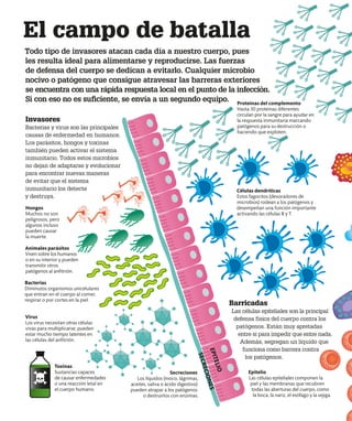 El campo de batalla
Todo tipo de invasores atacan cada día a nuestro cuerpo, pues
les resulta ideal para alimentarse y reproducirse. Las fuerzas
de defensa del cuerpo se dedican a evitarlo. Cualquier microbio
nocivo o patógeno que consigue atravesar las barreras exteriores
se encuentra con una rápida respuesta local en el punto de la infección.
Si con eso no es suficiente, se envía a un segundo equipo.
Invasores
Bacterias y virus son las principales
causas de enfermedad en humanos.
Los parásitos, hongos y toxinas
también pueden activar el sistema
inmunitario. Todos estos microbios
no dejan de adaptarse y evolucionar
para encontrar nuevas maneras
de evitar que el sistema
inmunitario los detecte
y destruya.
Barricadas
Las células epiteliales son la principal
defensa física del cuerpo contra los
patógenos. Están muy apretadas
entre sí para impedir que entre nada.
Además, segregan un líquido que
funciona como barrera contra
los patógenos.
Bacterias
Diminutos organismos unicelulares
que entran en el cuerpo al comer,
respirar o por cortes en la piel.
Virus
Los virus necesitan otras células
vivas para multiplicarse; pueden
estar mucho tiempo latentes en
las células del anfitrión.
Toxinas
Sustancias capaces
de causar enfermedades
o una reacción letal en
el cuerpo humano.
Animales parásitos
Viven sobre los humanos
o en su interior y pueden
transmitir otros
patógenos al anfitrión.
Epitelio
Las células epiteliales componen la
piel y las membranas que recubren
todas las aberturas del cuerpo, como
la boca, la nariz, el esófago y la vejiga.
Proteínas del complemento
Hasta 30 proteínas diferentes
circulan por la sangre para ayudar en
la respuesta inmunitaria marcando
patógenos para su destrucción o
haciendo que exploten.
Células dendríticas
Estos fagocitos (devoradores de
microbios) rodean a los patógenos y
desempeñan una función importante
activando las células B y T.
Hongos
Muchos no son
peligrosos, pero
algunos incluso
pueden causar
la muerte.
Secreciones
Los líquidos (moco, lágrimas,
aceites, saliva o ácido digestivo)
pueden atrapar a los patógenos
o destruirlos con enzimas.
S
E
C
R
E
C
I
O
N
E
S
E
P
I
T
E
L
I
O
 