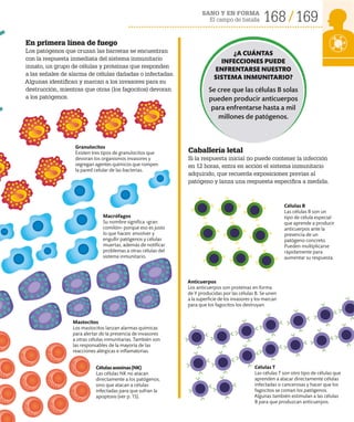 SANO Y EN FORMA
El campo de batalla 168 169
En primera línea de fuego
Los patógenos que cruzan las barreras se encuentran
con la respuesta inmediata del sistema inmunitario
innato, un grupo de células y proteínas que responden
a las señales de alarma de células dañadas o infectadas.
Algunas identifican y marcan a los invasores para su
destrucción, mientras que otras (los fagocitos) devoran
a los patógenos.
Caballería letal
Si la respuesta inicial no puede contener la infección
en 12 horas, entra en acción el sistema inmunitario
adquirido, que recuerda exposiciones previas al
patógeno y lanza una respuesta específica a medida.
Macrófagos
Su nombre significa «gran
comilón» porque eso es justo
lo que hacen: envolver y
engullir patógenos y células
muertas, además de notificar
problemas a otras células del
sistema inmunitario.
Células B
Las células B son un
tipo de célula especial
que aprende a producir
anticuerpos ante la
presencia de un
patógeno concreto.
Pueden multiplicarse
rápidamente para
aumentar su respuesta.
Anticuerpos
Los anticuerpos son proteínas en forma
de Y producidas por las células B. Se unen
a la superficie de los invasores y los marcan
para que los fagocitos los destruyan.
Células T
Las células T son otro tipo de células que
aprenden a atacar directamente células
infectadas o cancerosas y hacer que los
fagocitos se coman los patógenos.
Algunas también estimulan a las células
B para que produzcan anticuerpos.
Mastocitos
Los mastocitos lanzan alarmas químicas
para alertar de la presencia de invasores
a otras células inmunitarias. También son
las responsables de la mayoría de las
reacciones alérgicas e inflamatorias.
Granulocitos
Existen tres tipos de granulocitos que
devoran los organismos invasores y
segregan agentes químicos que rompen
la pared celular de las bacterias.
Célulasasesinas(NK)
Las células NK no atacan
directamente a los patógenos,
sino que atacan a células
infectadas para que sufran la
apoptosis (ver p. 15).
¿A CUÁNTAS
INFECCIONES PUEDE
ENFRENTARSE NUESTRO
SISTEMA INMUNITARIO?
Se cree que las células B solas
pueden producir anticuerpos
para enfrentarse hasta a mil
millones de patógenos.
 