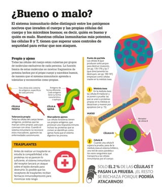 ¿Bueno o malo?
El sistema inmunitario debe distinguir entre los patógenos
nocivos que invaden el cuerpo y las propias células del
cuerpo y los microbios buenos; es decir, quién es bueno y
quién es malo. Nuestras células inmunitarias más potentes,
las células B y T, tienen que superar unos controles de
seguridad para evitar que nos ataquen.
Propio y ajeno
Todas las células del cuerpo están cubiertas por grupos
de moléculas exclusivos de cada persona. La función
básica de estas moléculas es mostrar fragmentos de
proteína hechos por el propio cuerpo y microbios buenos,
de manera que el sistema inmunitario aprenda a
tolerarlas y reconocerlas como propias.
Tolerancia propia
Todas las células del cuerpo tienen
antígenos, proteínas que las
marcan como propias, para que
convivan con otras. Cuando el
sistema inmunitario no reconoce
estos marcadores, aparecen las
enfermedades autoinmunes.
Marcadores ajenos
Las células forasteras tienen
sus propios antígenos, que
provocan una respuesta inmune.
Incluso las proteínas que se
comen se identifican como
ajenas hasta que el sistema
digestivo las procesa.
Antígeno de
forma diferente.
Cada antígeno
tiene su forma
característica,
o epítopo
Antes de realizar un trasplante se
estudia la compatibilidad: si las
proteínas no se parecen lo
suficiente, el sistema inmunitario
del receptor lanzará un ataque
sobre el tejido donado para
destruirlo. Es posible que los
receptores de trasplantes reciban
fármacos inmunodepresores para
minimizar este riesgo.
TRASPLANTES
Receptor
de célula B
Esta célula está cubierta
de antígenos, específicos
de cada persona
Célula B
Cuando una célula B
supera la prueba, pasa de la
médula ósea al sistema linfático,
una red de vasos paralela a
los vasos sanguíneos que
transporta a las células
inmunitarias por el cuerpo.
2
Médula ósea
En la médula ósea
las células B maduran y
se ponen a prueba: las
que se unen a proteínas
propias en la médula se
desactivan y mueren por
apoptosis (ver p. 15).
1
Punto de partida
Las células B (que
producen anticuerpos
para destruir invasores,
ver pp. 178-179) y las T
(que directamente los
destruyen, ver pp. 180-181)
empiezan como células
madre en la médula ósea.
HUESO
CÉLULA B
CÉLULA
PROPIA
CÉLULA
AJENA
SOLOEL2%DELASCÉLULAST
PASAN LA PRUEBA. ¡EL RESTO
SE RECHAZA PORQUE PODRÍA
ATACARNOS!
 