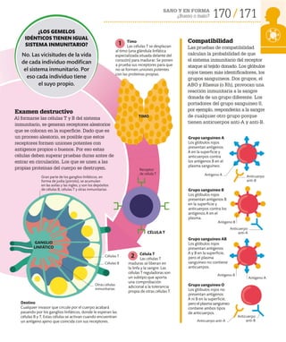 170 171
SANO Y EN FORMA
¿Bueno o malo?
Compatibilidad
Las pruebas de compatibilidad
calculan la probabilidad de que
el sistema inmunitario del receptor
ataque al tejido donado. Los glóbulos
rojos tienen más identificadores, los
grupos sanguíneos. Dos grupos, el
ABO y Rhesus (o Rh), provocan una
reacción inmunitaria a la sangre
donada de un grupo diferente. Los
portadores del grupo sanguíneo 0,
por ejemplo, responderán a la sangre
de cualquier otro grupo porque
tienen anticuerpos anti-A y anti-B.
Examen destructivo
Al formarse las células T y B del sistema
inmunitario, se generan receptores aleatorios
que se colocan en la superficie. Dado que es
un proceso aleatorio, es posible que estos
receptores formen uniones potentes con
antígenos propios o buenos. Por eso estas
células deben superar pruebas duras antes de
entrar en circulación. Los que se unen a las
propias proteínas del cuerpo se destruyen.
Grupo sanguíneo A
Los glóbulos rojos
presentan antígenos
A en la superficie y
anticuerpos contra
los antígenos B en el
plasma sanguíneo.
Grupo sanguíneo B
Los glóbulos rojos
presentan antígenos B
en la superficie y
anticuerpos contra los
antígenos A en el
plasma.
Grupo sanguíneo AB
Los glóbulos rojos
presentan antígenos
A y B en la superficie,
pero el plasma
sanguíneo no contiene
anticuerpos.
Grupo sanguíneo O
Los glóbulos rojos no
presentan antígenos
A ni B en la superficie,
pero el plasma sanguíneo
contiene ambos tipos
de anticuerpos.
Antígeno B
Antígeno A
Gran parte de los ganglios linfáticos, en
forma de judía (poroto), se acumulan
en las axilas y las ingles, y son los depósitos
de células B, células T y otras inmunitarias
Antígeno B
Anticuerpo anti-A
Anticuerpo
anti-B
Anticuerpo
anti-B
Antígeno A
Receptor
de célula T
Anticuerpo
anti-A
Destino
Cualquier invasor que circule por el cuerpo acabará
pasando por los ganglios linfáticos, donde le esperan las
células B y T. Estas células se activan cuando encuentran
un antígeno ajeno que coincida con sus receptores.
Timo
Las células T se desplazan
al timo (una glándula linfática
especializada situada delante del
corazón) para madurar. Se ponen
a prueba sus receptores para que
no se formen uniones potentes
con las proteínas propias.
1
Célula T
Las células T
maduras se liberan en
la linfa y la sangre. Las
células T reguladoras son
un subtipo que aporta
una comprobación
adicional a la tolerancia
propia de otras células T.
2
TIMO
CÉLULA T
GANGLIO
LINFÁTICO
Células B
Células T
Otras células
inmunitarias
¿LOS GEMELOS
IDÉNTICOS TIENEN IGUAL
SISTEMA INMUNITARIO?
No. Las vicisitudes de la vida
de cada individuo modifican
el sistema inmunitario. Por
eso cada individuo tiene
el suyo propio.
 