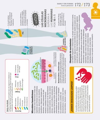 172 173
SANO Y EN FORMA
Somos gérmenes
Quién
vive
dónde
El
gráfico
muestra
los
principales
tipos
de
organismos
hallados
en
las
regiones
del
cuerpo.
Los
iconos
grandes
indican
especies
que
comprenden
más
del
50
%
de
la
población
total.
Bacteroidetes
Bacterias
Hongos
Virus
Malassezia
Proteobacterias
Candida
Estafilococos
Aspergillus
Firmicutes
Otros
hongos
En
bacterias
En
las
células
del
cuerpo
Corinebacterias
Actinobacterias
Los
pies
están
llenos
de
hongos:
unas
100
especies
proliferan
en
este
entorno
fresco
y
húmedo
En
la
piel
habitan
grandes
cantidades
de
microbios,
la
mayoría
inofensivos
Los
puntos
calientes
y
húmedos
están
copados
de
especies
que
proliferan
en
condiciones
templadas
y
húmedas
PLANTAS
DE
LOS
PIES
DETRÁS
DE
LA
RODILLA
PIEL
Es
posible
que
la
obsesión
por
acabar
con
las
bacterias
cueste
la
vida
a
los
microbios
buenos.
Algunos
estudios
demuestran
que
lavarse
demasiado
las
manos
provoca
la
proliferación
de
más
microbios
nocivos,
aunque
este
hecho
es
controvertido,
ya
que
otros
estudios
demuestran
lo
contrario.
¿SOMOS
DEMASIADO
LIMPIOS?
Bacterias
felices
=
intestino
sano
Una
dieta
adecuada
hace
que
proliferen
las
bacterias
buenas,
que
producen
agentes
químicos
para
frenar
la
inflamación
del
intestino,
lo
que
permitiría
que
bacterias
malas
cruzasen
la
pared
epitelial.
Microbios
beneficiosos
La
ciencia
aún
desconoce
todas
las
especies
que
forman
el
microbioma
humano,
igual
que
sus
muchos
beneficios.
Algunas
ventajas
son
directas,
como
consumir
la
piel
muerta
y
cambiar
el
entorno
químico
para
que
no
se
reproduzcan
microbios
nocivos.
Otras
son
menos
obvias,
como
el
efecto
calmante
de
algunas
bacterias
sobre
el
sistema
inmunitario
al
reducir
la
inflamación.
Las
medicinas,
como
por
ejemplo
los
antibióticos,
pueden
ser
devastadoras
y
acabar
con
todos
los
microbios,
buenos
y
malos.
Obsequio
de
nacimiento
Los
bebés
empiezan
a
desarrollar
su
propio
microbioma
al
nacer,
recogiendo
algunos
de
los
microbios
de
la
madre
al
pasar
por
el
canal
del
parto.
Estas
bacterias
comienzan
a
producir
agentes
químicos
que
animan
a
otros
microbios
beneficiosos
a
colonizar.
Muchos
factores
influyen
en
el
desarrollo
del
microbioma:
aparecerán
colonias
de
diferentes
especies
según
cómo
haya
sido
el
parto
(los
bebés
que
nacen
por
cesárea
tienen
bacterias
diferentes),
si
toma
leche
materna
y
con
quién
entra
en
contacto.
Las
células
inmunitarias
ya
no
causan
inflamación
Bacteria
Célula
epitelial
Un
agente
químico
de
las
bacterias
activa
la
célula
T
La
célula
T
libera
inhibidores
LAS
CÉLULAS
MICROBIANAS
SUPERAN
A
LAS
HUMANAS
POR
10
A
1
 