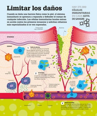 Limitar los daños
Cuando se daña una barrera física como la piel, el sistema
inmunitario se apresura a repararla y defender el cuerpo de
cualquier infección. Las células inmunitarias locales entran
en acción contra los primeros invasores y solicitan refuerzos
más especializados si se ven superadas.
Citocinas
Bacterias
Glóbulo Célula B
Granulocito
Las células
inmunitarias
cruzan los
espacios
Histaminas liberadas
en el capilar
El plasma sanguíneo
sale del capilar e
hincha el área
Mastocito
Granulocito
DERMIS
EPIDERMIS
Bacterias
Pus
El área queda
roja e inflamada
Macrófago
comiendo
bacterias
Salta la alarma
Las células dañadas en la herida
liberan agentes químicos, las citocinas,
que provocan varios cambios en células
y vasos sanguíneos cercanos. Aumenta
el flujo sanguíneo del área, que se
muestra roja e hinchada.
Al ataque
Los macrófagos y granulocitos
se acercan a la herida, se tragan a
cualquier bacteria del área y retiran
las células muertas.
Abrid murallas
Los agentes químicos liberados por las células
dañadas y las células inmunitarias locales vuelven más
permeables las paredes de los capilares, lo que facilita
que las células inmunitarias de la sangre crucen.
1
2
3
HAY 375 000
CÉLULAS
INMUNITARIAS
EN CADA GOTA
DESANGRE
Vaso
sanguíneo
 