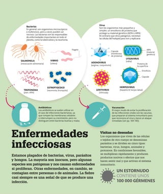 Enfermedades
infecciosas
Estamos plagados de bacterias, virus, parásitos
y hongos. La mayoría son inocuos, pero algunas
especies son patógenas y nos causan enfermedades
si proliferan. Otras enfermedades, en cambio, se
contagian entre personas o de animales. La fiebre
casi siempre es una señal de que se produce una
infección.
Antibióticos
Los antibióticos se suelen utilizar en
el caso de infecciones bacterianas, ya
que rompen las membranas celulares
o interrumpen su crecimiento, pero no
distinguen entre bacterias buenas y malas.
Vacunación
El mejor modo de evitar la proliferación
de las infecciones virales son las vacunas,
que preparan al sistema inmunitario para
que reconozca al virus y lance un ataque
inmediato (ver pp. 184-185).
Bacterias
En general, son organismos microscópicos
e inofensivos, pero a veces pueden ser
nocivos. Las bacterias son las responsables
de enfermedades importantes en todo el
planeta, como la tuberculosis y la neumonía.
Virus
Son los organismos más pequeños y
simples: un envoltorio de proteína que
protege su material genético (ADN o ARN).
Al contrario que otros patógenos, necesitan
las células del huésped para vivir y replicarse.
(anginas, conjuntivitis)
(rabia)
(hepatitis B, herpes labial)
(pian, sífilis)
(neumonía, bronquitis)
SALMONELA
(VIH/sida)
(intoxicación alimentaria)
ESTREPTOCOCO
TREPONEMA
LYSSAVIRUS
LENTIVIRUS
HERPESVIRUS
ADENOVIRUS
Cápside
Envoltura
Proteína de
la superficie
ARN
(material
genético)
Flagelo
VIBRIO
(cólera)
Visitas no deseadas
Los organismos que viven de las células
o tejidos de otro cuerpo se denominan
parásitos y se dividen en cinco tipos:
bacterias, virus, hongos, animales y
protozoos. En condiciones favorables,
se multiplican rápidamente y producen
productos nocivos o efectos que nos
hacen sentir mal y que activan el sistema
inmunitario.
UN ESTORNUDO
CONTIENE UNOS
100 000 GÉRMENES
Cápside
(membrana
de proteína)
 