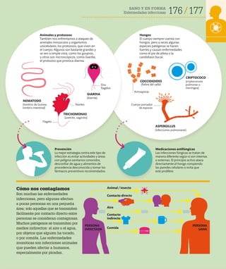 SANO Y EN FORMA
Enfermedades infecciosas 176 177
Cómo nos contagiamos
Son muchas las enfermedades
infecciosas, pero algunas afectan
a pocas personas en una pequeña
área; solo aquellas que se transmiten
fácilmente por contacto directo entre
personas se consideran contagiosas.
Muchos patógenos se transmiten por
medios indirectos: el aire o el agua,
por objetos que alguien ha tocado,
o por comida. Las enfermedades
zoonóticas son infecciones animales
que pueden afectar a humanos,
especialmente por picadas.
Prevención
La mejor estrategia contra este tipo de
infección es evitar actividades y áreas
con peligros sanitarios conocidos,
desconfiar de agua y alimentos de
procedencia desconocida y tomar los
fármacos preventivos recomendados.
Medicaciones antifúngicas
Las infecciones fúngicas se tratan de
manera diferente según si son internas
o externas. El principio activo ataca
directamente el hongo rompiendo
las paredes celulares o evita que
este prolifere.
Animales y protozoos
También nos enfrentamos a ataques de
animales minúsculos y organismos
unicelulares, los protozoos, que viven en
el cuerpo. Algunos son bastante grandes y
se ven a simple vista, como los gusanos,
y otros son microscópicos, como Giardia,
el protozoo que provoca diarrea.
Hongos
El cuerpo siempre cuenta con
hongos, pero a veces algunas
especies patógenas se hacen
fuertes y causan enfermedades
como el pie de atleta o la
candidiasis bucal.
(uretritis, vaginitis)
(fiebre del valle)
(lombriz de Guinea,
lombriz intestinal)
(diarrea)
(criptococosis
pulmonar o
meníngea)
(infecciones pulmonares)
Contacto directo
Aire
Contacto
indirecto
Comida
Animal / insecto
PERSONA
INFECTADA
PERSONA
SANA
NEMATODO
GIARDIA
TRICHOMONAS
ASPERGILLUS
CRIPTOCOCO
COCCIDIOIDES
Cuerpo portador
de esporas
Artrosporas
Flagelo
Dos
flagelos
Núcleo
 