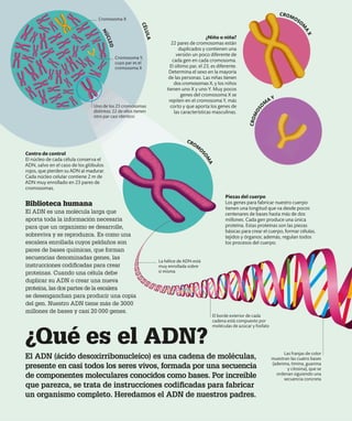 ¿Qué es el ADN?
El ADN (ácido desoxirribonucleico) es una cadena de moléculas,
presente en casi todos los seres vivos, formada por una secuencia
de componentes moleculares conocidos como bases. Por increíble
que parezca, se trata de instrucciones codificadas para fabricar
un organismo completo. Heredamos el ADN de nuestros padres.
Biblioteca humana
El ADN es una molécula larga que
aporta toda la información necesaria
para que un organismo se desarrolle,
sobreviva y se reproduzca. Es como una
escalera enrollada cuyos peldaños son
pares de bases químicas, que forman
secuencias denominadas genes, las
instrucciones codificadas para crear
proteínas. Cuando una célula debe
duplicar su ADN o crear una nueva
proteína, las dos partes de la escalera
se desenganchan para producir una copia
del gen. Nuestro ADN tiene más de 3000
millones de bases y casi 20 000 genes.
Piezas del cuerpo
Los genes para fabricar nuestro cuerpo
tienen una longitud que va desde pocos
centenares de bases hasta más de dos
millones. Cada gen produce una única
proteína. Estas proteínas son las piezas
básicas para crear el cuerpo, formar células,
tejidos y órganos; además, regulan todos
los procesos del cuerpo.
Las franjas de color
muestran las cuatro bases
(adenina, timina, guanina
y citosina), que se
ordenan siguiendo una
secuencia concreta
El borde exterior de cada
cadena está compuesto por
moléculas de azúcar y fosfato
La hélice de ADN está
muy enrollada sobre
sí misma
CROMOSO
M
A
X
C
R
O
M
O
S
O
M
A Y
CROM
O
S
O
M
A
Centro de control
El núcleo de cada célula conserva el
ADN, salvo en el caso de los glóbulos
rojos, que pierden su ADN al madurar.
Cada núcleo celular contiene 2 m de
ADN muy enrollado en 23 pares de
cromosomas.
¿Niño o niña?
22 pares de cromosomas están
duplicados y contienen una
versión un poco diferente de
cada gen en cada cromosoma.
El último par, el 23, es diferente.
Determina el sexo en la mayoría
de las personas. Las niñas tienen
dos cromosomas X, y los niños
tienen uno X y uno Y. Muy pocos
genes del cromosoma X se
repiten en el cromosoma Y, más
corto y que aporta los genes de
las características masculinas.
N
Ú
C
L
E
O
C
É
L
U
L
A
Cromosoma Y,
cuyo par es el
cromosoma X
Uno de los 23 cromosomas
distintos; 22 de ellos tienen
otro par casi idéntico
Cromosoma X
 