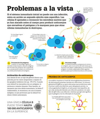 Presentación de antígenos
Cuando un macrófago ingiere un
microbio,lodescompone,colocalosantígenos
del microbio (las proteínas de la superficie)
en su propia pared celular y se convierte en
una célula presentadora de antígeno.
Una mano amiga
La célula B empieza a prepararse al unirse a
un antígeno, pero no se activa del todo hasta que la
reconoce una célula T colaboradora y se une al mismo
antígeno. La célula colaboradora libera agentes
químicos para que la célula B produzca anticuerpos.
1 2
IgM
El macrófago coloca los
antígenos en su membrana
exterior y los presenta a una
célula B y a una célula T
colaboradora
La célula T libera
agentes químicos
para estimular la
célula B
La célula B se duplica para producir
dos tipos de clon: células B de
memoria y células plasmáticas
Microbio ajeno
con antígenos
Un macrófago ingiere
un microbio
El microbio se digiere
y se descompone
IgG
Los análisis muestran el nivel de inmunoglobulinas (sinónimo
de anticuerpos) presentes durante las infecciones. La inmuno­
globulina M (IgM) es un gran anticuerpo que producimos ante
el primer indicio de infección, pero desaparece pronto. La
inmunoglobulina G (IgG) es un anticuerpo más específico, de
por vida, producido durante una infección posterior. Un valor
alto de IgM indica una infección, mientras que IgG solo significa
que el patógeno nos ha infectado en el pasado.
PRUEBAS DE ANTICUERPOS
Problemas a la vista
Si el sistema inmunitario inicial no puede con una infección,
entra en acción un segundo ejército más específico. Las
células B aprenden a reconocer los microbios nocivos que
ya han atacado antes al cuerpo para producir anticuerpos
que envuelvan el patógeno y lo marquen para que otras
células inmunitarias lo destruyan.
Activación de anticuerpos
Las células B son un tipo de glóbulo blanco que
patrulla por los vasos sanguíneos o espera en
los ganglios linfáticos (ver pp. 170-171). Cuando
una célula B se encuentra con un antígeno, lo
reconoce e intenta clonarse. Para hacerlo, es
necesario que otra célula inmunitaria, la célula T
colaboradora, la reconozca y se una al mismo
antígeno, lo que provocará que la célula B se
clone y libere anticuerpos.
UNA ÚNICA CÉLULA B
PUEDE TENER HASTA
100 000ANTICUERPOS
EN LA SUPERFICIE
La compleja IgM tiene cinco veces
más anticuerpos para enfrentarse
a los patógenos que la IgG
CÉLULA B
CÉLULA T
M
A
C
R
Ó
F
A
G
O
 
