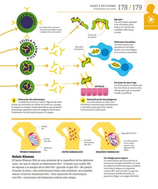 178 179
SANO Y EN FORMA
Problemas a la vista
Bebés Rhesus
El factor Rhesus (Rh) es una proteína de la superficie de los glóbulos
rojos; los que la tienen se denominan Rh+. Cuando una madre Rh–
se expone a la sangre de su feto Rh+ (gracias al gen Rh+ del padre)
durante el parto, crea anticuerpos contra esta proteína, que pueden
atacar a futuros embriones Rh+. Una inyección de anticuerpos
anti-Rh+ al principio del embarazo reduce este riesgo.
Un refugio poco seguro
Los anticuerpos que se producen al
mezclarse la sangre del bebé con la de
la madre en el parto hará que su sistema
inmunitario ataque a la siguiente
criatura Rh+ que conciba, ya que sus
anticuerpos pueden atravesar la
placenta y llegar a la sangre del bebé.
Agrupar
Los anticuerpos agrupan
a los microbios para
reducir el número de
unidades infecciosas
a tratar.
Sin pista de aterrizaje
Los anticuerpos no dejan que
los microbios se unan a otras
células para que no puedan
invadir y proliferar.
Deliciosos bocaditos
Los anticuerpos que
recubren el microbio
atraen a los macrófagos
y los anima a comérselo.
Neutralización de patógenos
Los anticuerpos se unen a los
microbios invasores para neutralizarlos
y marcarlos para que otras células
inmunitarias los destruyan.
Liberación de anticuerpos
La célula B se clona a sí misma. Algunos de estos
clones se convierten en células de memoria, aunque
la mayoría se vuelven células plasmáticas que producen
anticuerpos específicos para los antígenos del invasor.
Finalmente, los anticuerpos pasan a la sangre.
4
3
PRIMER EMBARAZO ENTRE EMBARAZOS SEGUNDO EMBARAZO
Se crean
anticuerpos
anti-Rh+
Glóbulos
Rh+
Madre
Rh–
Primer
feto Rh+
Segundo feto Rh+
La célula B de memoria
recuerda el antígeno para
cualquier futura invasión
Grupo de
microbios
EPITELIO
Microbio
recubierto
Los anticuerpos
de la madre
atacan a los
glóbulos del
bebé
CÉLULA
P
L
A
S
M
Á
T
I
C
A
C
É
L
U
L
A
B DE ME
M
O
R
I
A
 