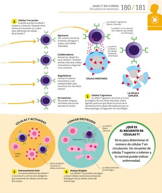 180 181
SANO Y EN FORMA
Escuadrón de exterminio
Ataque dirigido
Las células T ya pueden perseguir
y atacar células cancerosas porque las
distinguen de las células sanas del
mismo tipo.
4
Agresoras
Son la fuerza bruta de
la familia, persiguen y
matan a las células
infectadas.
CÉLULAS T ACTIVADAS CÁNCER DESTRUIDO
Colaboradoras
Activan las células B y
otras células T. También
animan a las otras células
inmunitarias a fagocitar
a los invasores.
Reguladoras
Calman el sistema
inmunitario y son
indispensables para
reconocer los microbios
buenos.
De memoria
Recuerdan antiguos
microbios que ya han
atacado al cuerpo.
Las células T agresoras
liberan citocinas
Entrenamiento letal
La vacuna entrena a las células T
a reconocer y unirse a los antígenos
que presentan las células cancerosas
del cuerpo.
3
CÉLULA INFECTADA
LA CÉLULA
EXPLOTA
Los poros
se abren y
las células
empiezan
a hincharse
Ahora la célula T
reconoce la
célula cancerosa
Células T agresoras
La célula T agresora reconoce y se une
al antígeno de una célula infectada. Libera
agentes químicos que abren los poros de la
membrana de la célula infectada para que se
descomponga y la fagociten los macrófagos.
Células T en acción
Cuando se activa, la célula T
empieza a clonarse. Después estos
clones se convierten en cuatro
tipos diferentes de células
de la familia T.
3
2
¿QUÉ ES
EL RECUENTO DE
CÉLULAS T?
Sirve para determinar el
número de células T en
circulación. Un recuento de
células T superior o inferior a
lo normal puede indicar
enfermedad.
La célula cancerosa
se desintegra
Célula
sana
Célula sana
La célula T
libera
citocinas
La célula T se va a buscar
otro objetivo que pueda
ser eliminado
 