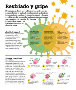 Resfriado y gripe
El motivo por el que nos resfriamos una y otra vez es
porque el virus va mutando continuamente y el sistema
inmunitario no consigue reconocerlo cuando volvemos
a resfriarnos. En general, los síntomas experimentados
corresponden a la reacción del sistema
inmunitario al virus, y no
los causa directamente
el propio virus.
Cómo un virus invade
una célula
Los virus necesitan invadir células
sanas para replicarse. El virus
engaña a la célula para que haga
copias de él. El núcleo de la célula
contiene las instrucciones para
crear proteínas. Los virus tienen
una cubierta de proteína y son
capaces de hacer que las células
fabriquen estas proteínas virales en
lugar de las originales. Cuando se
ha replicado, el virus entra en otras
células del cuerpo para continuar
el ciclo. Este proceso es idéntico
para el resfriado común y la gripe.
El virus se une a una
célula, que lo rodea.
Las sustancias de la
célula empiezan a
retirar la capa exterior de
proteína del virus.
La célula replica
el ácido nucleico
viral creyendo que es el
ADN propio.
La célula huésped
libera el virus, pero
esto la destruye. Los virus
invaden otras células.
La célula ignora sus
propias necesidades
químicas y crea nuevos
ácidos nucleicos virales,
que serán copias del virus.
Virus Virus
Ácido nucleico
(ADN o ARN)
El ácido nucleico entra
en el núcleo de la célula
Se ha replicado
el virus
Célula
dañada
Se libera el ácido
nucleico del virus y ya
se puede replicar.
1 2 3
4 5 6
¿Resfriado o gripe?
El resfriado y la gripe comparten
síntomas, y por eso es
complicado diferenciarlos.
Hay muchos virus
responsables del resfriado
común; el virus de la gripe se
divide en tres tipos diferentes.
En general, los síntomas del
resfriado son mucho más
leves que los de la gripe.
Gripe
Tiene tres tipos de
virus: A, B y C. La gripe
provoca fiebre de
moderada a alta y
un cansancio constante.
En general, se padece
durante el invierno
y puede acabar en
trastornos más graves,
como neumonía.
Resfriado común
Incluye estornudos
frecuentes, fiebre
de leve a moderada,
falta de energía y
cansancio.
Más de 100 virus son
los responsables del
resfriado común, que
se puede pillar en
cualquier momento
del año.
Mismos síntomas
El resfriado común y
la gripe se consideran
infecciones del tracto
respiratorio superior.
Ambos provocan
secreciones nasales,
dolor de garganta,
tos, dolor de cabeza
y generalizado,
temblores y
escalofríos.
Célula
Núcleo de
la célula
 