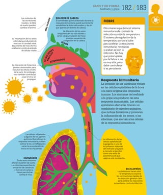 SANO Y EN FORMA
Resfriado y gripe 182 183
Respuesta inmunitaria
La invasión de las partículas virales
en las células epiteliales de la boca
o la nariz origina una respuesta
inmune. Los síntomas del resfriado
o la gripe son producto de esta
respuesta inmunitaria. Las células
epiteliales afectadas liberan un
combinado de agentes químicos,
que incluye histamina y provocan
la inflamación de los senos, y las
citocinas, que alertan a las células
de la respuesta inmunitaria.
Las células inflamadas
y algunos de los agentes
químicos liberados en la
respuesta inmunitaria pueden
activar la tos, un reflejo para
vaciar la acumulación de
moco en las vías aéreas
CANSANCIO
Todos estos síntomas
alteran el patrón de sueño.
Las citocinas exacerban la
sensación de cansancio
y fuerzan al cuerpo a
frenar para luchar
contra el virus.
Las molestias de
las secreciones
nasales y la falta
de sueño pueden
cambiar el ánimo
La liberación de histamina
provoca estornudos para
expulsar las células virales
de la nariz. Sin embargo,
esto también contribuye
a que el virus se
propague
La inflamación de los senos
estimula la producción de
moco en la cavidad nasal.
El aumento de moco forma
una barrera contra la entrada
de células virales
DOLORES DE CABEZA
El combinado químico liberado durante la
respuesta inmunitaria puede aumentar la
sensibilidad al dolor del cerebro, y de ahí
que aparezcan dolores de cabeza.
La dilatación de los vasos
sanguíneos en las vías nasales y
senos y la acumulación de moco
produce sensación de
congestión en la cabeza.
ESCALOFRÍOS
Los temblores hacen subir
la temperatura corporal:
las contracciones rápidas de
los músculos generan calor
para acelerar las reacciones
inmunitarias contra la infección.
La inflamación de las
células epiteliales de
la garganta es uno de
los primeros síntomas
del resfriado y la gripe;
a menudo se percibe
como una señal de
advertencia de que
«algo se está incubando»
Otra manera que tiene el sistema
inmunitario de combatir la
infección es subir la temperatura.
El sistema de regulación de la
temperatura corporal sube
para acelerar las reacciones
inmunitarias necesarias
y acabar así con la
infección. No hay
que preocuparse
por la fiebre si no
es muy alta, pero
debe controlarse
si es persistente.
FIEBRE
ESTORNUDOS
S
E
C
R
E
C
I
O
NES
SENOS
M
A
L
H
U
M
O
R
A
N
G
IN
A
S
TOS
N
A
S
A
L
E
S
 