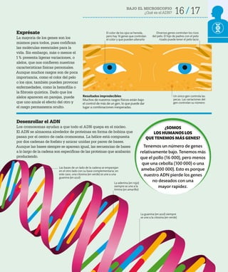 BAJO EL MICROSCOPIO
¿Qué es el ADN? 16 17
Exprésate
La mayoría de los genes son los
mismos para todos, pues codifican
las moléculas esenciales para la
vida. Sin embargo, más o menos el
1% presenta ligeras variaciones, o
alelos, que nos confieren nuestras
características físicas personales.
Aunque muchos rasgos son de poca
importancia, como el color del pelo
o los ojos, también pueden provocar
enfermedades, como la hemofilia o
la fibrosis quística. Dado que los
alelos aparecen en parejas, puede
que uno anule el efecto del otro y
el rasgo permanezca oculto.
Un único gen controla las
pecas. Las variaciones del
gen controlan su número
Resultados impredecibles
Muchos de nuestros rasgos físicos están bajo
el control de más de un gen, lo que puede dar
lugar a combinaciones inesperadas.
Desenrollar el ADN
Los cromosomas ayudan a que todo el ADN quepa en el núcleo.
El ADN se almacena alrededor de proteínas en forma de bobina que
pasan por el centro de cada cromosoma. La hélice está compuesta
por dos cadenas de fosfato y azúcar unidas por pares de bases.
Aunque las bases siempre se aparean igual, las secuencias de bases
a lo largo de la cadena son específicas de las proteínas que acabarán
produciendo.
El color de los ojos se hereda,
pero hay 16 genes que controlan
el color y que pueden alterarlo
Diversos genes controlan los rizos
del pelo. El hijo de padres con el pelo
rizado puede tener el pelo lacio
Las bases de un lado de la cadena se emparejan
en el otro lado con su base complementaria; en
este caso, una citosina (en verde) se une a una
guanina (en azul)
La adenina (en rojo)
siempre se une a la
timina (en amarillo)
¿SOMOS
LOS HUMANOS LOS
QUE TENEMOS MÁS GENES?
Tenemos un número de genes
relativamente bajo. Tenemos más
que el pollo (16 000), pero menos
que una cebolla (100 000) o una
ameba (200 000). Esto es porque
nuestro ADN pierde los genes
no deseados con una
mayor rapidez.
La guanina (en azul) siempre
se une a la citosina (en verde)
 
