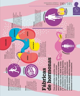 EQUILIBRIO QUÍMICO
Fábricas de hormonas 190 191
Corazón
Los
tejidos
del
corazón
segregan
hormonas
que
hacen
que
los
riñones
expulsen
agua,
lo
que
reduce
el
volumen
de
la
sangre
y,
por
lo
tanto,
la
presión
arterial.
RIÑÓN
RIÑÓN
O
V
A
R
I
O
Glándulas
suprarrenales
Producen
hormonas
que
regulan
la
respuesta
de
«lucha
o
huida»,
como
la
adrenalina.
También
ayudan
a
regular
la
presión
arterial
y
el
metabolismo,
y
segregan
una
pequeña
cantidad
de
testosterona
y
estrógeno.
Ovarios
Los
ovarios
producen
dos
hormonas
que
regulan
la
salud
reproductora
femenina:
el
estrógeno
y
la
progesterona.
Controlan
el
ciclo
menstrual,
el
embarazo
y
el
parto.
Testículos
Los
testículos
producen
la
hormona
masculina
testosterona,
implicada
en
el
desarrollo
físico
de
los
niños
y
que
mantiene
la
libido,
la
fuerza
muscular
y
la
densidad
ósea
en
los
hombres.
Riñones
Cuando
los
riñones
detectan
un
nivel
bajo
de
oxígeno
en
sangre,
segregan
una
hormona
que
estimula
la
producción
de
glóbulos
rojos
en
la
médula
ósea.
Estómago
Cuando
el
estómago
está
lleno,
las
células
que
lo
recubren
liberan
gastrina,
una
hormona
que
estimula
a
las
células
vecinas
a
segregar
ácido
gástrico,
necesario
para
procesar
la
comida
(ver
pp.
142-143).
Páncreas
Además
de
producir
enzimas
digestivas,
el
páncreas
genera
insulina
y
glucagón,
las
hormonas
que
controlan
los
niveles
de
glucosa
en
sangre
(ver
pp.
158-159).
Fábricas
de
hormonas
Unas
moléculas
conocidas
como
hormonas
viajan
por
el
cuerpo
para
provocar
cambios
en
los
tejidos
que
lo
regulan
todo,
desde
el
sueño
y
la
reproducción
hasta
la
digestión,
el
crecimiento
y
el
embarazo.
Los
órganos
conocidos
colectivamente
como
el
sistema
endocrino
segregan
hormonas
al
torrente
circulatorio.
A
C
C
I
Ó
N
F
E
M
I
N
I
D
A
D
M
A
S
C
U
L
I
N
I
D
A
D
PÁNCREAS
ESTÓMAGO
CORAZÓN
D
I
G
E
S
T
I
Ó
N
T
E
S
T
Í
C
U
L
O
S
G
L
Á
N
D
U
L
A
S
U
P
R
ARRENAL
 
