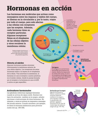 Estrógeno
El estrógeno es una hormona
liposoluble que producen los
ovarios. Afecta a la mayoría de
las células del cuerpo, se une a
los receptores de estrógeno para
activar los genes que mantienen
los órganos reproductores
femeninos.
Directa al núcleo
Algunas hormonas pueden atravesar
directamente la membrana exterior de
una célula objetivo. Los receptores de estas
hormonas están a la espera en el citoplasma
de la célula. Tras atravesar la membrana, la
hormona se une al receptor y juntos penetran
en el núcleo celular, donde la pareja formada
por el receptor y la hormona se une al ADN
y activa un gen específico.
El estrógeno cruza la
membrana celular
MOLÉCULAS
DE ESTRÓGENO
La proteína,
producida por la
estimulación del
estrógeno, crea
oxitocina, encargada
deprepararelcuerpo
para el parto.
Receptor hormonal
PÁNCREAS
OVARIO
Hormonas en acción
Las hormonas son moléculas que actúan como
mensajeros entre los órganos y tejidos del cuerpo,
se liberan en la circulación y, por lo tanto, viajan
por todo el cuerpo, pero solo afectan
a las células con receptores
que las acepten. Además,
cada hormona tiene su
receptor particular.
Algunos receptores
flotan en el citoplasma
de las células objetivo
y otros recubren la
membrana celular.
Activadores hormonales
Las glándulas endocrinas segregan hormonas
cuando se activan de algún modo. Existen tres
tipos de activación: cambios en la sangre, señales
nerviosas e instrucciones de otras hormonas. No
obstante, a veces se activan en respuesta a mensajes
del mundo exterior. Cuando anochece, por ejemplo,
se libera la hormona melatonina para provocar
sueño (ver pp. 198-199).
Activación por la sangre
Algunas hormonas se
liberan cuando las células
sensitivas detectan
cambios en la sangre u
otros líquidos corporales.
La paratiroides, por
ejemplo, segrega la
hormona PTH en caso de
niveles bajos de calcio en
sangre (ver pp. 194-195).
El estrógeno se
une al receptor
CÉLULA
OBJETIVO DEL
ESTRÓGENO
NÚCLEO
Pareja receptor-hormona en
el núcleo de la célula, donde
activa un gen para que produzca
una proteína específica
PARATIROIDES
Estímulo
del torrente
circulatorio
Liberación de PTH
M
E
M
B
RAN
A
CELULAR
CITOPLASMA
 