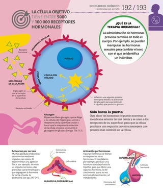 EQUILIBRIO QUÍMICO
Hormonas en acción 192 193
Glucagón
El páncreas libera glucagón, que se dirige
a las células del hígado para unirse a
receptores de la superficie celular y
hacer que la maquinaria molecular
de la célula empiece a convertir el
glucógeno en glucosa (ver pp. 156-157).
Solo hasta la puerta
Otra clase de hormonas no puede atravesar la
membrana exterior de una célula y se unen a los
receptores de su superficie, para que la célula
produzca una segunda proteína mensajera que
provoca más cambios en la célula.
Activación por nervios
Muchas glándulas endocrinas
se estimulan mediante
impulsos nerviosos. Al
experimentar una agresión
física, por ejemplo, se envía
un impulso nervioso a las
glándulas suprarrenales para
que segreguen la hormona
de lucha o huida, la
adrenalina (ver pp. 240-241).
Activación por hormonas
Algunas hormonas se liberan
en respuesta a otras
hormonas. El hipotálamo,
por ejemplo, produce una
hormona que viaja hasta la
hipófisis para que libere una
segunda hormona, la del
crecimiento, que a su vez
estimula el crecimiento y el
metabolismo.
LACÉLULAOBJETIVO
TIENE ENTRE 5000
Y 100 000 RECEPTORES
HORMONALES
¿QUÉ ES LA
TERAPIA HORMONAL?
La administración de hormonas
provoca cambios en todo el
cuerpo. Por ejemplo, se pueden
manipular las hormonas
sexuales para cambiar el sexo
con el que se identifica
un individuo.
MOLÉCULAS
DE GLUCAGÓN
Receptor
hormonal
CÉLULA DEL
HÍGADO
El glucagón se
une al receptor
en la superficie
de la célula Se fabrica una segunda proteína
mensajera debido a la activación
del glucagón para que estimule
el hígado y que produzca glucosa
NÚCLEO
GLÁNDULA SUPRARRENAL
HIPOTÁLAMO
HIPÓFISIS
Estímulo de
los nervios
Adrenalina
Hormona del
crecimiento
Estímulo
hormonal
C
I
T
O
P
L
A
S
M
A
Receptor activado
M
E
M
B
R
AN
A
CELULAR
 