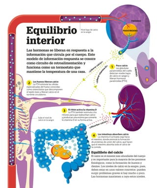 Equilibrio
interior
Las hormonas se liberan en respuesta a la
información que circula por el cuerpo. Este
modelo de información-respuesta se conoce
como circuito de retroalimentación y
funciona como un termostato que
mantiene la temperatura de una casa.
Poco calcio
Las glándulas
paratiroideas del cuello
detectan niveles bajos
de calcio en sangre y
liberan hormona
paratiroidea (PTH).
1
Los huesos liberan calcio
La PTH estimula las células
especializadas del hueso conocidas
como osteoclastos que descomponen
el tejido óseo y liberan calcio en el
torrente circulatorio.
2
El riñón activa la vitamina D
La PTH también estimula a los
riñones para que reabsorban calcio
y produzcan una enzima que convierte
la vitamina D en su forma activa.
3
Los intestinos absorben calcio
La vitamina D activada viaja hacia
el intestino, donde estimula la formación
de proteínas de unión del calcio, que hacen
que el intestino absorba todo el calcio de
la comida.
4
«¡Absorber calcio!»
TIROIDES
PARATIROIDES
Equilibrio del calcio
El calcio es el mineral más abundante del cuerpo
y es importante para la mayoría de los procesos
fisiológicos, como la formación de huesos y
dientes. Los niveles de calcio en la sangre, pues,
deben estar en unos valores concretos: pueden
surgir problemas graves si hay mucho o poco.
Las hormonas mantienen a raya estos niveles.
Nivel bajo de calcio
en la sangre
Sube el nivel de
calcio en la sangre
«
¡
L
i
b
e
r
a
r
v
i
t
a
m
i
n
aD!»
«¡Liberar calcio!»
T
I
R
O
I
D
E
S
 