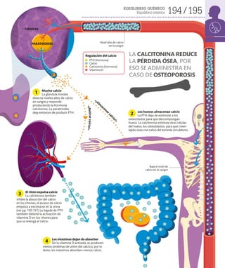 EQUILIBRIO QUÍMICO
Equilibrio interior 194 195
Mucho calcio
La glándula tiroides
detecta niveles altos de calcio
en sangre y responde
produciendo la hormona
calcitonina. La paratiroides
deja entonces de producir PTH.
1
Los huesos almacenan calcio
La PTH deja de estimular a los
osteoclastos para que descompongan
hueso. La calcitonina estimula otras células
del hueso, los osteoblastos, para que creen
tejido óseo con calcio del torrente circulatorio.
2
El riñón expulsa calcio
La calcitonina también
inhibe la absorción del calcio
en los riñones; el exceso de calcio
empieza a excretarse en la orina
(ver pp. 150-151). La bajada de PTH
también detiene la activación de
vitamina D en los riñones para
que se retenga el calcio.
3
Los intestinos dejan de absorber
Sin la vitamina D activada, se producen
menos proteínas de unión del calcio y, por lo
tanto, los intestinos absorben menos calcio.
4
TIROIDES
PARATIROIDES
LA CALCITONINA REDUCE
LA PÉRDIDA ÓSEA, POR
ESO SE ADMINISTRA EN
CASO DE OSTEOPOROSIS
Nivel alto de calcio
en la sangre
Baja el nivel de
calcio en la sangre
«¡Alm
acena
r
c
a
l
c
i
o
!
»
«
¡
R
e
t
i
r
a
r
c
a
l
c
i
o
!
»
PTH (hormona)
Calcio
Calcitonina (hormona)
Vitamina D
Regulación del calcio
 