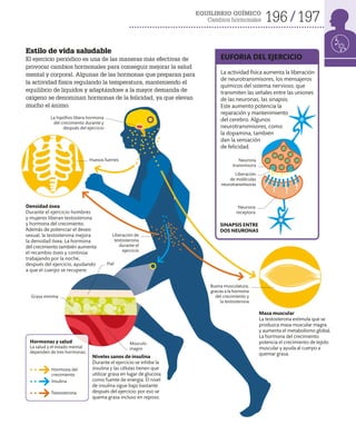 EQUILIBRIO QUÍMICO
Cambios hormonales 196 197
Estilo de vida saludable
El ejercicio periódico es una de las maneras más efectivas de
provocar cambios hormonales para conseguir mejorar la salud
mental y corporal. Algunas de las hormonas que preparan para
la actividad física regulando la temperatura, manteniendo el
equilibrio de líquidos y adaptándose a la mayor demanda de
oxígeno se denominan hormonas de la felicidad, ya que elevan
mucho el ánimo.
Densidad ósea
Durante el ejercicio hombres
y mujeres liberan testosterona
y hormona del crecimiento.
Además de potenciar el deseo
sexual, la testosterona mejora
la densidad ósea. La hormona
del crecimiento también aumenta
el recambio óseo y continúa
trabajando por la noche,
después del ejercicio, ayudando
a que el cuerpo se recupere.
Niveles sanos de insulina
Durante el ejercicio se inhibe la
insulina y las células tienen que
utilizar grasa en lugar de glucosa
como fuente de energía. El nivel
de insulina sigue bajo bastante
después del ejercicio; por eso se
quema grasa incluso en reposo.
Masa muscular
La testosterona estimula que se
produzca masa muscular magra
y aumenta el metabolismo global.
La hormona del crecimiento
potencia el crecimiento de tejido
muscular y ayuda al cuerpo a
quemar grasa.
Piel
Grasa mínima
Músculo
magro
Buena musculatura,
gracias a la hormona
del crecimiento y
la testosterona
Huesos fuertes Neurona
transmisora
Liberación
de moléculas
neurotransmisoras
Neurona
receptora
La hipófisis libera hormona
del crecimiento durante y
después del ejercicio
La actividad física aumenta la liberación
de neurotransmisores, los mensajeros
químicos del sistema nervioso, que
transmiten las señales entre las uniones
de las neuronas, las sinapsis.
Este aumento potencia la
reparación y mantenimiento
del cerebro. Algunos
neurotransmisores, como
la dopamina, también
dan la sensación
de felicidad.
Hormonas y salud
La salud y el estado mental
dependen de tres hormonas:
Hormona del
crecimiento
Insulina
Testosterona
SINAPSIS ENTRE
DOS NEURONAS
EUFORIA DEL EJERCICIO
Liberación de
testosterona
durante el
ejercicio
 