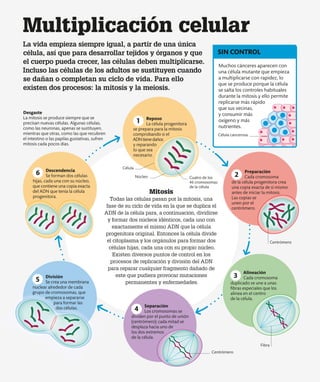 Desgaste
La mitosis se produce siempre que se
precisan nuevas células. Algunas células,
como las neuronas, apenas se sustituyen,
mientras que otras, como las que recubren
el intestino o las papilas gustativas, sufren
mitosis cada pocos días.
La vida empieza siempre igual, a partir de una única
célula, así que para desarrollar tejidos y órganos y que
el cuerpo pueda crecer, las células deben multiplicarse.
Incluso las células de los adultos se sustituyen cuando
se dañan o completan su ciclo de vida. Para ello
existen dos procesos: la mitosis y la meiosis.
SIN CONTROL
Preparación
Cada cromosoma
de la célula progenitora crea
una copia exacta de sí mismo
antes de iniciar la mitosis.
Las copias se
unen por el
centrómero.
División
Se crea una membrana
nuclear alrededor de cada
grupo de cromosomas, que
empieza a separarse
para formar las
dos células.
6 Descendencia
Se forman dos células
hijas, cada una con su núcleo,
que contiene una copia exacta
del ADN que tenía la célula
progenitora.
1 Reposo
La célula progenitora
se prepara para la mitosis
comprobando si el
ADNtienedaños
y reparando
lo que sea
necesario.
4
3
Separación
Los cromosomas se
dividen por el punto de unión
(centrómero); cada mitad se
desplaza hacia uno de
los dos extremos
de la célula.
Alineación
Cada cromosoma
duplicado se une a unas
fibras especiales que los
alinea en el centro
de la célula.
Muchos cánceres aparecen con
una célula mutante que empieza
a multiplicarse con rapidez, lo
que se produce porque la célula
se salta los controles habituales
durante la mitosis y ello permite
replicarse más rápido
que sus vecinas,
y consumir más
oxígeno y más
nutrientes.
5
Multiplicación celular
2
Mitosis
Todas las células pasan por la mitosis, una
fase de su ciclo de vida en la que se duplica el
ADN de la célula para, a continuación, dividirse
y formar dos núcleos idénticos, cada uno con
exactamente el mismo ADN que la célula
progenitora original. Entonces la célula divide
el citoplasma y los orgánulos para formar dos
células hijas, cada una con su propio núcleo.
Existen diversos puntos de control en los
procesos de replicación y división del ADN
para reparar cualquier fragmento dañado de
este que pudiera provocar mutaciones
permanentes y enfermedades.
Célula cancerosa
Célula
Núcleo
Centrómero
Fibra
Centrómero
Cuatro de los
46 cromosomas
de la célula
 