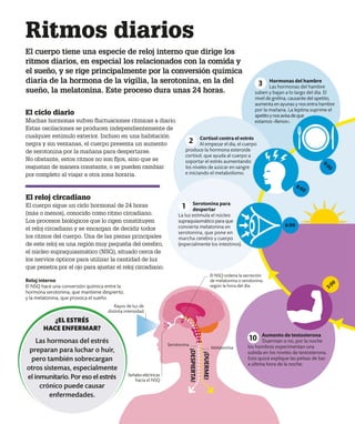 Hormonas del hambre
Las hormonas del hambre
suben y bajan a lo largo del día. El
nivel de grelina, causante del apetito,
aumenta en ayunas y nos entra hambre
por la mañana. La leptina suprime el
apetitoynosavisadeque
estamos «llenos».
3
3:00
6:00
8:00
9:00
El cuerpo tiene una especie de reloj interno que dirige los
ritmos diarios, en especial los relacionados con la comida y
el sueño, y se rige principalmente por la conversión química
diaria de la hormona de la vigilia, la serotonina, en la del
sueño, la melatonina. Este proceso dura unas 24 horas.
Ritmos diarios
Reloj interno
El NSQ hace una conversión química entre la
hormona serotonina, que mantiene despierto,
y la melatonina, que provoca el sueño.
Señales eléctricas
hacia el NSQ
Rayos de luz de
distinta intensidad
Melatonina
Serotonina
¡DESPIERTA!
¡DUERM
E!
El NSQ ordena la secreción
de melatonina o serotonina,
según la hora del día
¿EL ESTRÉS
HACE ENFERMAR?
Las hormonas del estrés
preparan para luchar o huir,
pero también sobrecargan
otros sistemas, especialmente
el inmunitario. Por eso el estrés
crónico puede causar
enfermedades.
El reloj circadiano
El cuerpo sigue un ciclo hormonal de 24 horas
(más o menos), conocido como ritmo circadiano.
Los procesos biológicos que lo rigen constituyen
el reloj circadiano y se encargan de decidir todos
los ritmos del cuerpo. Una de las piezas principales
de este reloj es una región muy pequeña del cerebro,
el núcleo supraquiasmático (NSQ), situado cerca de
los nervios ópticos para utilizar la cantidad de luz
que penetra por el ojo para ajustar el reloj circadiano.
El ciclo diario
Muchas hormonas sufren fluctuaciones rítmicas a diario.
Estas oscilaciones se producen independientemente de
cualquier estímulo exterior. Incluso en una habitación
negra y sin ventanas, el cuerpo presenta un aumento
de serotonina por la mañana para despertarse.
No obstante, estos ritmos no son fijos, sino que se
reajustan de manera constante, o se pueden cambiar
por completo al viajar a otra zona horaria.
Aumento de testosterona
Duerman o no, por la noche
los hombres experimentan una
subida en los niveles de testosterona.
Esto quizá explique las peleas de bar
a última hora de la noche.
10
Cortisol contra el estrés
Al empezar el día, el cuerpo
produce la hormona esteroide
cortisol, que ayuda al cuerpo a
soportar el estrés aumentando
los niveles de azúcar en sangre
e iniciando el metabolismo.
2
Serotonina para
despertar
La luz estimula el núcleo
supraquiasmático para que
convierta melatonina en
serotonina, que pone en
marcha cerebro y cuerpo
(especialmente los intestinos).
1
 