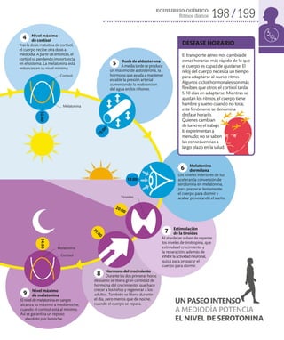 EQUILIBRIO QUÍMICO
Ritmos diarios 198 199
21:00
12:00
24:00
15:00
20:00
18:00
UN PASEO INTENSO
A MEDIODÍA POTENCIA
EL NIVEL DE SEROTONINA
Nivel máximo
de cortisol
Tras la dosis matutina de cortisol,
el cuerpo recibe otra dosis a
mediodía. A partir de entonces, el
cortisol va perdiendo importancia
en el sistema. La melatonina está
entonces en su nivel mínimo.
Dosis de aldosterona
A media tarde se produce
un máximo de aldosterona, la
hormona que ayuda a mantener
estable la presión arterial
aumentando la reabsorción
del agua en los riñones.
5
Cortisol
4
Melatonina
Cortisol
Melatonina
Tiroides
Hormonadelcrecimiento
Durante las dos primeras horas
de sueño se libera gran cantidad de
hormona del crecimiento, que hace
crecer a los niños y regenerar a los
adultos. También se libera durante
el día, pero menos que de noche,
cuando el cuerpo se repara.
8
Estimulación
de la tiroides
Al atardecer suben de repente
los niveles de tirotropina, que
estimula el crecimiento y
la reparación, además de
inhibirlaactividadneuronal,
quizá para preparar el
cuerpo para dormir.
7
Melatonina
dormilona
Los niveles inferiores de luz
aceleran la conversión de
serotonina en melatonina,
para preparar lentamente
el cuerpo para dormir y
acabar provocando el sueño.
6
Nivel máximo
de melatonina
Elniveldemelatoninaensangre
alcanza su máximo a medianoche,
cuando el cortisol está al mínimo.
Así se garantiza un reposo
absoluto por la noche.
9
El transporte aéreo nos cambia de
zonas horarias más rápido de lo que
el cuerpo es capaz de ajustarse. El
reloj del cuerpo necesita un tiempo
para adaptarse al nuevo ritmo.
Algunos ciclos hormonales son más
flexibles que otros: el cortisol tarda
5-10 días en adaptarse. Mientras se
ajustan los ritmos, el cuerpo tiene
hambre y sueño cuando no toca;
este fenómeno se denomina
desfase horario.
Quienes cambian
de turnoeneltrabajo
loexperimentana
menudo; no se saben
las consecuencias a
largo plazo en la salud.
DESFASE HORARIO
 