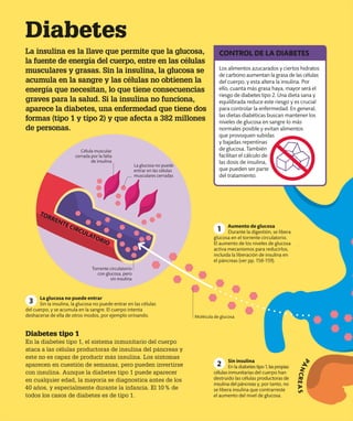Diabetes
La insulina es la llave que permite que la glucosa,
la fuente de energía del cuerpo, entre en las células
musculares y grasas. Sin la insulina, la glucosa se
acumula en la sangre y las células no obtienen la
energía que necesitan, lo que tiene consecuencias
graves para la salud. Si la insulina no funciona,
aparece la diabetes, una enfermedad que tiene dos
formas (tipo 1 y tipo 2) y que afecta a 382 millones
de personas.
TORRENTE CIRCULATORIO
Aumento de glucosa
Durante la digestión, se libera
glucosa en el torrente circulatorio.
El aumento de los niveles de glucosa
activa mecanismos para reducirlos,
incluida la liberación de insulina en
el páncreas (ver pp. 158-159).
Sin insulina
En la diabetes tipo1,laspropias
células inmunitarias del cuerpo han
destruido las células productoras de
insulina del páncreas y, por tanto, no
se libera insulina que contrarreste
el aumento del nivel de glucosa.
La glucosa no puede entrar
Sin la insulina, la glucosa no puede entrar en las células
del cuerpo, y se acumula en la sangre. El cuerpo intenta
deshacerse de ella de otros modos, por ejemplo orinando.
1
2
3 P
Á
N
C
R
E
A
S
Célula muscular
cerrada por la falta
de insulina
Diabetes tipo 1
En la diabetes tipo 1, el sistema inmunitario del cuerpo
ataca a las células productoras de insulina del páncreas y
este no es capaz de producir más insulina. Los síntomas
aparecen en cuestión de semanas, pero pueden invertirse
con insulina. Aunque la diabetes tipo 1 puede aparecer
en cualquier edad, la mayoría se diagnostica antes de los
40 años, y especialmente durante la infancia. El 10% de
todos los casos de diabetes es de tipo 1.
Los alimentos azucarados y ciertos hidratos
de carbono aumentan la grasa de las células
del cuerpo, y esta altera la insulina. Por
ello, cuanta más grasa haya, mayor será el
riesgo de diabetes tipo 2. Una dieta sana y
equilibrada reduce este riesgo y es crucial
para controlar la enfermedad. En general,
las dietas diabéticas buscan mantener los
niveles de glucosa en sangre lo más
normales posible y evitan alimentos
que provoquen subidas
y bajadas repentinas
de glucosa. También
facilitan el cálculo de
las dosis de insulina,
que pueden ser parte
del tratamiento.
CONTROL DE LA DIABETES
La glucosa no puede
entrar en las células
musculares cerradas
Molécula de glucosa
Torrente circulatorio
con glucosa, pero
sin insulina
 