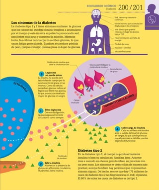 200 201
EQUILIBRIO QUÍMICO
Diabetes
Los síntomas de la diabetes
La diabetes tipo 1 y 2 tiene síntomas similares: la glucosa
que los riñones no pueden eliminar empieza a acumularse
por el cuerpo y este intenta expulsarla provocando sed,
para beber más agua y aumentar la micción. Mientras
tanto, las células del cuerpo no reciben glucosa, lo que
causa fatiga generalizada. También se produce pérdida
de peso, porque el cuerpo quema grasa en lugar de glucosa.
Diabetes tipo 2
En la diabetes tipo 2, el cuerpo no produce bastante
insulina o bien su insulina no funciona bien. Aparece
más a menudo en obesos, pero también en personas con
un peso sano. Los síntomas se desarrollan de manera más
gradual, aunque también hay personas que no presentan
síntoma alguno. De hecho, se cree que hay 175 millones de
casos de diabetes tipo 2 no diagnosticada en todo el planeta.
El 90% de todos los casos de diabetes es de tipo 2.
Sed, hambre y cansancio
continuos
Mal aliento por quemar
cetonas, en lugar de glucosa
(ver p. 159)
Hiperventilación por falta de
energía
Pérdida de peso
Náuseas y vómitos
Visión borrosa por acumulación
de glucosa en los cristalinos
TORRENTECIRCULATORIO
Micción frecuente
Entra la glucosa
Durante la digestión,
la glucosa pasa al torrente
circulatorio como siempre.
Sale la insulina
Al detectar la presencia de
glucosa en el torrente circulatorio,
el páncreas libera insulina.
Sobrecarga de insulina
Cada vez se libera más insulina
ante la subida del nivel de glucosa
en sangre, lo que puede provocar
que el páncreas se debilite y acabe
dejando de funcionar.
1
2
3
4
Acumulación
de grasa
Molécula de insulina que
abre la célula muscular Glucosa admitida por la
molécula de insulina
Célula
muscular
ESTÓM
A
G
O
La glucosa
no puede entrar
La insulina no puede abrir
las células del cuerpo por la
acumulación de grasa en las
mismas. Como las células
no reciben glucosa, indican al
hígado que libere más glucosa,
lo que provoca un nivel aún
mayor de glucosa en sangre.
Molécula
de insulina
 