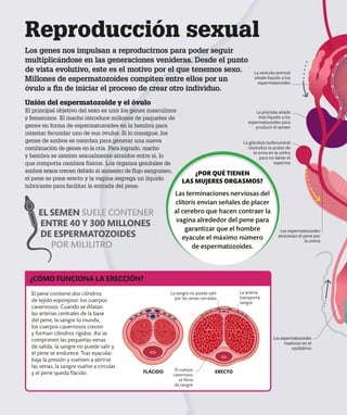 Reproducción sexual
Los genes nos impulsan a reproducirnos para poder seguir
multiplicándose en las generaciones venideras. Desde el punto
de vista evolutivo, este es el motivo por el que tenemos sexo.
Millones de espermatozoides compiten entre ellos por un
óvulo a fin de iniciar el proceso de crear otro individuo.
Unión del espermatozoide y el óvulo
El principal objetivo del sexo es unir los genes masculinos
y femeninos. El macho introduce millones de paquetes de
genes en forma de espermatozoides en la hembra para
intentar fecundar uno de sus óvulos. Si lo consigue, los
genes de ambos se mezclan para generar una nueva
combinación de genes en la cría. Para lograrlo, macho
y hembra se sienten sexualmente atraídos entre sí, lo
que comporta cambios físicos. Los órganos genitales de
ambos sexos crecen debido al aumento de flujo sanguíneo,
el pene se pone erecto y la vagina segrega un líquido
lubricante para facilitar la entrada del pene.
¿CÓMO FUNCIONA LA ERECCIÓN?
El pene contiene dos cilindros
de tejido esponjoso: los cuerpos
cavernosos. Cuando se dilatan
las arterias centrales de la base
del pene, la sangre lo inunda,
los cuerpos cavernosos crecen
y forman cilindros rígidos. Así se
comprimen las pequeñas venas
de salida, la sangre no puede salir y
el pene se endurece. Tras eyacular,
baja la presión y vuelven a abrirse
las venas, la sangre vuelve a circular
y el pene queda flácido.
Los espermatozoides
maduran en el
epidídimo
FLÁCIDO ERECTO
La sangre no puede salir
por las venas cerradas
El cuerpo
cavernoso
se llena
de sangre
EL SEMEN SUELE CONTENER
ENTRE 40 Y 300 MILLONES
DE ESPERMATOZOIDES
POR MILILITRO
La vesícula seminal
añade líquido a los
espermatozoides
La próstata añade
más líquido a los
espermatozoides para
producir el semen
La arteria
transporta
sangre
La glándula bulbouretral
neutraliza la acidez de
la orina en la uretra
para no dañar el
esperma
Los espermatozoides
atraviesan el pene por
la uretra
¿POR QUÉ TIENEN
LAS MUJERES ORGASMOS?
Las terminaciones nerviosas del
clítoris envían señales de placer
al cerebro que hacen contraer la
vagina alrededor del pene para
garantizar que el hombre
eyacule el máximo número
de espermatozoides.
 