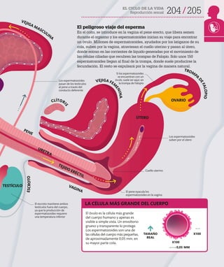 EL CICLO DE LA VIDA
Reproducción sexual 204 205
El peligroso viaje del esperma
En el coito, se introduce en la vagina el pene erecto, que libera semen
durante el orgasmo y los espermatozoides inician su viaje para encontrar
un óvulo. Millones de espermatozoides, ayudados por los latigazos de su
cola, suben por la vagina, atraviesan el cuello uterino y pasan al útero,
donde entran en las corrientes de líquido generadas por el movimiento de
las células ciliadas que recubren las trompas de Falopio. Solo unos 150
espermatozoides llegan al final de la trompa, donde suele producirse la
fecundación. El resto se expulsará por la vagina de manera natural.
TAMAÑO
REAL
X100
X100
Los espermatozoides
suben por el útero
Si los espermatozoides
se encuentran con un
óvulo, suele ser aquí, en
la trompa de Falopio
Cuello uterino
El pene eyacula los
espermatozoides en la vagina
LA CÉLULA MÁS GRANDE DEL CUERPO
El óvulo es la célula más grande
del cuerpo humano y apenas es
visible a simple vista. Un envoltorio
grueso y transparente lo protege.
Los espermatozoides son una de
las células del cuerpo más pequeñas,
de aproximadamente 0,05 mm, en
su mayor parte cola.
0,05 MM
El escroto mantiene ambos
testículos fuera del cuerpo,
ya que la producción de
espermatozoides requiere
una temperatura inferior
TEJIDO ERÉCTIL
URETRA
PENE
VAGINA
TESTÍCULO
OVARIO
ÚTERO
VEJIGA MASCULINA
TROM
PA
D
E
F
A
L
O
P
I
O
CLÍTOR
I
S
E
S
C
R
O
T
O
Los espermatozoides
pasan de los testículos
al pene a través del
conducto deferente
VEJIGA FEM
E
N
I
N
A
 