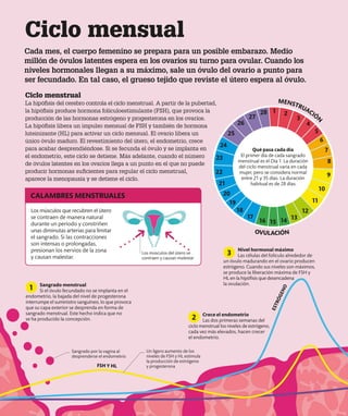 Sangrado menstrual
Si el óvulo fecundado no se implanta en el
endometrio, la bajada del nivel de progesterona
interrumpe el suministro sanguíneo, lo que provoca
que su capa exterior se desprenda en forma de
sangrado menstrual. Este hecho indica que no
se ha producido la concepción.
Ciclo mensual
Cada mes, el cuerpo femenino se prepara para un posible embarazo. Medio
millón de óvulos latentes espera en los ovarios su turno para ovular. Cuando los
niveles hormonales llegan a su máximo, sale un óvulo del ovario a punto para
ser fecundado. En tal caso, el grueso tejido que reviste el útero espera al óvulo.
Ciclo menstrual
La hipófisis del cerebro controla el ciclo menstrual. A partir de la pubertad,
la hipófisis produce hormona foliculoestimulante (FSH), que provoca la
producción de las hormonas estrógeno y progesterona en los ovarios.
La hipófisis libera un impulso mensual de FSH y también de hormona
luteinizante (HL) para activar un ciclo mensual. El ovario libera un
único óvulo maduro. El revestimiento del útero, el endometrio, crece
para acabar desprendiéndose. Si se fecunda el óvulo y se implanta en
el endometrio, este ciclo se detiene. Más adelante, cuando el número
de óvulos latentes en los ovarios llega a un punto en el que no puede
producir hormonas suficientes para regular el ciclo menstrual,
aparece la menopausia y se detiene el ciclo.
1 2
3
5
6
7
8
9
10
11
12
13
14
15
16
17
18
19
20
21
22
23
26
27
28
4
24
25
E
S
T
R
Ó
G
E
N
O
FSH Y HL
Crece el endometrio
Las dos primeras semanas del
ciclo menstrual los niveles de estrógeno,
cada vez más elevados, hacen crecer
el endometrio.
Nivel hormonal máximo
Las células del folículo alrededor de
un óvulo madurando en el ovario producen
estrógeno. Cuando sus niveles son máximos,
se produce la liberación máxima de FSH y
HL en la hipófisis que desencadena
la ovulación.
Qué pasa cada día
El primer día de cada sangrado
menstrual es el Día 1. La duración
del ciclo menstrual varía en cada
mujer, pero se considera normal
entre 21 y 35 días. La duración
habitual es de 28 días.
Los músculos que recubren el útero
se contraen de manera natural
durante un período y constriñen
unas diminutas arterias para limitar
el sangrado. Si las contracciones
son intensas o prolongadas,
presionan los nervios de la zona
y causan malestar.
OVULACIÓN
MENSTRUACIÓN
Los músculos del útero se
contraen y causan malestar
CALAMBRES MENSTRUALES
Sangrado por la vagina al
desprenderse el endometrio
Un ligero aumento de los
niveles de FSH y HL estimula
la producción de estrógeno
y progesterona
1
3
2
 