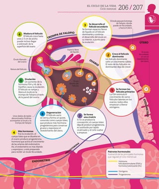 206 207
EL CICLO DE LA VIDA
Ciclo mensual
Crece el folículo
dominante
Un folículo dominante
sufre un crecimiento súbito.
El resto de los folículos no
dominantes deja de crecer.
Se desarrolla el
folículosecundario
Se forman espacios llenos
de líquido en el folículo
dominante y continúa
el desarrollo del óvulo en
su interior, a punto para
la ovulación.
Se forman los
folículosprimarios
La FSH estimula el
crecimiento de varios
folículos latentes en los
ovarios; todos ellos
empiezan a liberar
estrógeno.
Más hormonas
Tras la ovulación, el
cuerpo lúteo que se disuelve en
el ovario produce progesterona,
hormona que activa el crecimiento
de las arterias del endometrio.
Así, el endometrio es más blando
y esponjoso, y está preparado
para recibir un óvulo fecundado.
Madura el folículo
El folículo crece hasta
unos 2-3 cm de ancho;
puede incluso llegar
a sobresalir de la
superficie del ovario.
Ovulación
Un aumento de la
hormona FSH y HL de la
hipófisis causa la ovulación.
El folículo se rompe y
libera el óvulo en la
trompa de Falopio a través
de la pared del ovario.
Degeneración
El folículo vacío
se cierra y forma un quiste,
conocido como cuerpo lúteo,
que produce más hormona
progesterona para conservar
grueso y esponjoso el
revestimiento del útero.
Se forma
una cicatriz
Si no se produce la
concepción, el cuerpo lúteo
deja de producir progesterona,
es sustituido por tejido
cicatrizado y el ciclo vuelve
a empezar.
PROGESTERONA
Elóvulopasaporlatrompa
de Falopio, donde
puede ser fecundado,
y hacia el útero
Unos dedos de tejido
denominados fimbrias
acompañan al óvulo a la
trompa de Falopio
El óvulo
fecundado
se une al
revestimiento
del útero
TROMPA DE FALOPIO
E
N
D
O
M
E
T
R
I
O
OVARIO
ÚTERO
ENDOMETRIO
Espacio lleno
de líquido
Óvulo
dentro del
folículo
Óvulo liberado
del ovario
Rotura del folículo
5
6
7
1
2
3
4
4
Patrones hormonales
Ilustración de las principales hormonas
que regulan el ciclo menstrual.
Hormona
foliculoestimulante (FSH) y
hormona luteinizante (HL)
Estrógeno
Progesterona
 