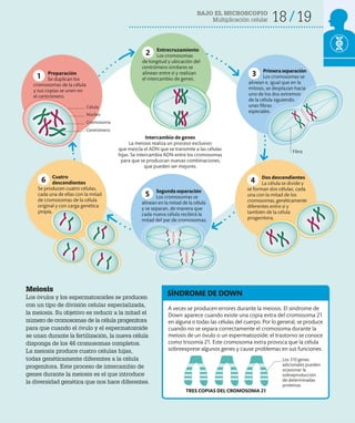 18 19
BAJO EL MICROSCOPIO
Multiplicación celular
Intercambio de genes
La meiosis realiza un proceso exclusivo
que mezcla el ADN que se transmite a las células
hijas. Se intercambia ADN entre los cromosomas
para que se produzcan nuevas combinaciones,
que pueden ser mejores.
Entrecruzamiento
Los cromosomas
de longitud y ubicación del
centrómero similares se
alinean entre sí y realizan
el intercambio de genes.
Primeraseparación
Los cromosomas se
alinean e, igual que en la
mitosis, se desplazan hacia
uno de los dos extremos
de la célula siguiendo
unas fibras
especiales.
Dos descendientes
La célula se divide y
se forman dos células, cada
una con la mitad de los
cromosomas, genéticamente
diferentes entre sí y
también de la célula
progenitora.
Segunda separación
Los cromosomas se
alinean en la mitad de la célula
y se separan, de manera que
cada nueva célula recibirá la
mitad del par de cromosomas.
Cuatro
descendientes
Se producen cuatro células,
cada una de ellas con la mitad
de cromosomas de la célula
original y con carga genética
propia.
Preparación
Se duplican los
cromosomas de la célula
y sus copias se unen en
el centrómero.
2
3
4
5
6
1
Meiosis
Los óvulos y los espermatozoides se producen
con un tipo de división celular especializada,
la meiosis. Su objetivo es reducir a la mitad el
número de cromosomas de la célula progenitora
para que cuando el óvulo y el espermatozoide
se unan durante la fertilización, la nueva célula
disponga de los 46 cromosomas completos.
La meiosis produce cuatro células hijas,
todas genéticamente diferentes a la célula
progenitora. Este proceso de intercambio de
genes durante la meiosis es el que introduce
la diversidad genética que nos hace diferentes.
SÍNDROME DE DOWN
A veces se producen errores durante la meiosis. El síndrome de
Down aparece cuando existe una copia extra del cromosoma 21
en alguna o todas las células del cuerpo. Por lo general, se produce
cuando no se separa correctamente el cromosoma durante la
meiosis de un óvulo o un espermatozoide; el trastorno se conoce
como trisomía 21. Este cromosoma extra provoca que la célula
sobreexprese algunos genes y cause problemas en sus funciones.
Los 310 genes
adicionales pueden
ocasionar la
sobreproducción
de determinadas
proteínas
TRES COPIAS DEL CROMOSOMA 21
Fibra
Célula
Núcleo
Cromosoma
Centrómero
 