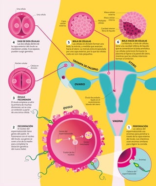 Genes del
espermatozoide
Cabeza del
espermatozoide
Genes
mezclados
Masa celular
interna
Masa celular
externa
Capa
celular
externa
Cavidad interior
llena de líquido
Múltiples
células
Enzimas
Fusión de los
núcleos
TROMPA DE FALOPIO
Núcleo celular
Una célula
Célula en
división
ÓVULO
FECUNDADO
El óvulo empieza a sufrir
la primera de muchas
divisiones: así se crea
un embrión a partir
de una única célula.
ÚTERO
ÓVULO
Una célula
OVARIO
VAGINA
3
BOLA VACÍA DE CÉLULAS
La blástula, o bola de células,
tiene una cavidad rellena de líquido
que se convertirá en la bolsa amniótica.
Las células exteriores formarán la
placenta al fijarse a la pared del útero,
mientras que las células interiores
forman el embrión.
BOLA DE CÉLULAS
Las células en división forman una
bola, la mórula, a medida que avanzan
hacia el útero. La mórula está encapsulada
por una capa exterior, por lo que las células
cada vez son más pequeñas.
FASE DE DOS CÉLULAS
Las dos células dentro de
la capa exterior del óvulo se
mantienen unidas. Si se separan,
pueden surgir gemelos.
2 FECUNDACIÓN
El núcleo del
espermatozoide tiene
genes del padre. Al
fusionarse con el núcleo
del óvulo, sus genes se
unen a los de la madre
para completar la
dotación genética
del nuevo bebé.
PERFORACIÓN
La cabeza del
espermatozoide usa
enzimas para penetrar a
través de la capa externa
del óvulo. Los intestinos
usan enzimas similares
para digerir la comida.
1
Óvulo fecundado
fijado en el
revestimiento
blando del útero
6
5
4
 