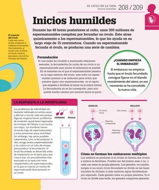 EL CICLO DE LA VIDA
Inicios humildes 208 209
El trayecto
del óvulo
Cada mes varios
óvulos empiezan a
madurarenlosovarios.
Normalmente, al
ovular solo se libera
un óvulo maduro,
que pasa a una de las
trompas de Falopio.
Durante las 48 horas posteriores al coito, unos 300 millones de
espermatozoides compiten por fecundar un óvulo. Este atrae
químicamente a los espermatozoides, lo que les ayuda en su
largo viaje de 15 centímetros. Cuando un espermatozoide
fecunda el óvulo, se producen una serie de cambios.
Fecundación
Si una mujer ha ovulado y mantenido relaciones
sexuales, la fecundación (la unión de un óvulo y un
espermatozoide para iniciar el embarazo) es posible.
En el momento en el que el espermatozoide penetra
en la capa exterior del óvulo, este sufre un rápido
cambio químico y se endurece para evitar que
penetre algún otro espermatozoide: es el cigoto,
que empieza a dividirse al entrar en la matriz (útero).
La fecundación ya se ha conseguido, pero aún
queda mucho camino por recorrer hasta el parto.
Los problemas de infertilidad son
bastante habituales en ambos sexos
y afectan a una de cada seis parejas.
Algunas mujeres tienen problemas
de ovulación, quizá tienen taponadas
las trompas de Falopio o sus óvulos
son viejos. Los hombres tienen
recuento bajo de espermatozoides,
o estos presentan poca movilidad.
Sin embargo, hay varios posibles
tratamientos. Uno, la fecundación in
vitro, recoge óvulos y espermatozoides
y los coloca en un tubo de ensayo
para producir la fecundación. El
óvulo fecundado se desarrolla antes
de implantarlo en el útero para que
crezca más. Un procedimiento más
avanzado es la inyección intra­
citoplasmática de espermatozoides,
en la que se inyecta un núcleo de
espermatozoide directamente en
un óvulo.
Cómo se forman los embarazos múltiples
Los mellizos se producen si al ovular se liberan dos óvulos
y ambos se fertilizan. Pueden ser del mismo sexo o no, y
cada uno tiene su propia placenta. Los gemelos, en cambio,
surgen si un único óvulo fecundado se divide en las fases
iniciales de división y cada embrión sigue dividiéndose
por separado. Cada gemelo tiene su propia placenta. Si el
óvulo se divide más tarde, los gemelos comparten placenta.
LA RESPUESTA A LA INFERTILIDAD
Inicios humildes
Placenta
compartida
Un único
óvulo
Dos óvulos
Placentas
separadas
GEMELOS MELLIZOS
ESPERMA ÓVULO
¿CUÁNDO EMPIEZA
EL EMBARAZO?
El embarazo no empieza
hasta que el óvulo fecundado
consigue fijarse en el blando
revestimiento del útero; en ese
momento se ha concebido
la nueva vida.
 