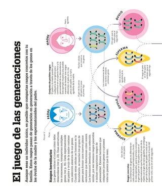 El
juego
de
las
generaciones
Aunque
seas
un
individuo
único,
es
posible
que
compartas
rasgos
concretos
con
tu
familia.
Estos
rasgos
pasan
de
generación
en
generación
a
través
de
los
genes
en
los
óvulos
de
la
madre
y
los
espermatozoides
del
padre.
Conjunto
de
posibles
rasgos
El
padre
y
la
madre
pueden
pasar
cualquiera
de
sus
genes
para
contribuir
en
el
aspecto
físico
y
la
personalidad
de
su
descendencia.
Este
ejemplo
muestra
una
posible
manera
de
heredar
tres
rasgos
diferentes:
el
pelo
en
V
y
las
pecas
del
padre,
y
la
nariz
aguileña
de
la
madre.
Rasgos
hereditarios
Los
genes
indican
al
cuerpo
cómo
debe
desarrollarse
(ver
p.
23).
Unas
estructuras,
los
cromosomas,
transportan
múltiples
genes
(ver
p.
16).
Cada
espermatozoide
del
padre
y
óvulo
de
la
madre
contiene
una
selección
aleatoria
de
sus
genes.
Cuando
estas
células
se
fusionan
en
la
fecundación,
se
mezclan
los
grupos
de
genes
para
formar
unos
nuevos
planos
exclusivos
que
determinan
cómo
somos.
Los
hermanos
heredarán
una
selección
similar,
por
eso
tenemos
rasgos
parecidos
e
incluso
compartimos
rasgos
de
personalidad.
Existen
hermanos
que
comparten
pocos
genes
y
a
primera
vista
no
parece
que
lo
sean.
P
A
D
R
E
Ó
V
U
L
O
E
S
P
ERMA
Pecas
Gen
del
pelo
en
V
del
padre
Gen
de
la
nariz
aguileña
de
la
madre
Otro
gen
que
la
madre
pasa
al
segundo
hijo
El
gen
de
las
pecas
del
padre
no
pasa
al
primer
hijo
Los
cromosomas
de
los
dos
núcleos
celulares
contienen
genes
Pico
en
V
Nariz
aguileña
Núcleo
celular,
que
conserva
los
genes
El
rasgo
de
pelo
en
V
del
padre
también
pasa
al
segundo
hijo
Ó
V
U
L
O
E
S
P
E
R
M
A
Rasgos
concretos
La
combinación
de
genes
es
diferente
en
cada
célula
de
espermatozoide
y
óvulo.
En
estos
ejemplos,
para
la
primera
concepción,
el
gen
de
pelo
en
V
del
padre
está
en
el
espermatozoide
que
fecunda
el
óvulo
de
la
madre
con
el
gen
de
nariz
aguileña.
Sin
embargo,
el
gen
de
las
pecas
del
padre
no
está
en
el
espermatozoide
que
fecunda
el
óvulo
del
primer
niño,
sino
en
el
del
segundo.
M
A
D
R
E
 