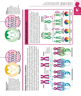 210 211
EL CICLO DE LA VIDA
El juego de las generaciones
MADRE
PORTADORA
PADRE
NO
AFECTADO
PADRE
Alelo
recesivo
de
lóbulos
de
la
oreja
pegados
Alelo
dominante
de
lóbulos
de
la
oreja
separados
Alelo
recesivo
de
deficiencia
visual
Si
una
madre
lleva
un
gen
recesivo
con
un
problema
de
visión
en
un
cromosoma
X,
el
cuerpo
utilizará
el
gen
bueno
del
otro
cromosoma
X.
La
hija
que
herede
el
gen
alterado
será
portadora
(como
la
madre)
y
no
se
verá
afectada,
ya
que
el
gen
dominante
ocultará
sus
efectos.
Sin
embargo,
como
los
hombres
solo
tienen
un
cromosoma
X,
cualquier
hijo
con
el
gen
alterado
tendrá
problemas
de
vista.
HERENCIA
LIGADA
AL
SEXO
HIJA
NO
AFECTADA
HIJO
NO
AFECTADO
HIJA
PORTADORA
HIJO
AFECTADO
Con
deficiencia
visual
Sin
deficiencia
visual
Sin
deficiencia
visual
Sin
deficiencia
visual
Rasgos
de
ambos
progenitores
El
espermatozoide
y
el
óvulo
del
primer
hijo
ha
pasado
los
genes
del
pelo
en
V
del
padre
y
los
genes
de
nariz
aguileña
de
la
madre.
Por
lo
tanto,
mostrará
rasgos
de
ambos
progenitores.
Por
azar
no
ha
heredado
las
pecas
del
padre.
Rasgos
compartidos
El
segundo
hijo
hereda
del
padre
los
genes
del
pelo
en
V
y
las
pecas.
Los
hermanos
comparten
por
lo
menos
una
característica
física:
el
pelo
en
V.
P
R
I
M
E
R
H
I
J
O
S
E
G
U
N
D
O
H
I
J
O
G
E
N
E
S
D
E
L
H
I
J
O
G
E
N
E
S
D
E
L
H
I
J
O
Rasgos
dominantes
y
recesivos
Los
rasgos
se
heredan
siguiendo
modelos
dominantes
o
recesivos.
Las
versiones
dominante
y
recesiva
de
un
gen
se
denominan
alelos
y
están
en
el
mismo
lugar
del
cromosoma.
El
alelo
dominante
suele
mostrar
su
rasgo
siempre
que
esté
presente,
mientras
que
el
recesivo
solo
se
mostrará
si
no
existe
una
versión
más
dominante.
Si
tienes
el
lóbulo
de
la
oreja
separado,
tienes
como
mínimo
un
alelo
dominante.
Solo
muestras
el
rasgo
recesivo,
el
lóbulo
pegado,
más
raro,
si
tienes
dos
copias
de
la
versión
recesiva.
LÓBULO
PEGADO
DOMINANTE-
RECESIVO
MADRE
DOMINANTE-
RECESIVO
DOBLE
DOMINANTE
DOBLE
RECESIVO
LÓBULOS
SEPARADOS
 