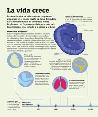 Cordón umbilical
Yema de
la pierna
CRONOLOGÍA
DEL EMBARAZO
MESES MESES
MESES
MES
Primer latido
El corazón se ha desarrollado
casi por completo al cabo de
seis semanas; sus cuatro
cavidades bombean a unos
rápidos 144 latidos por
minuto. Este latido se percibe
mediante ecografía.
Liberación de orina
Los riñones liberan orina en el líquido
amniótico cada 30 minutos, donde se
diluye y el feto puede tragárselo sin
problemas. Al final, a través de la
placenta, acaba en la madre, quien
la excretará con su propia orina.
Se forman los pulmones
Ahora empiezan a formarse
los pulmones. No pueden
respirar aire por sí solos
hasta que el bebé está casi
a punto de nacer.
Embrión de cuatro semanas
Se ha empezado a formar la columna vertebral,
los ojos, las extremidades y los órganos. Ahora
el embrión mide unos 5 mm de largo y pesa 1 g.
Pequeñas extremidades
Los brazos aparecerán
en las yemas de la parte
superior y las piernas se
formarán en las yemas
de la parte inferior. Los
dedos salen fusionados y
se separan más adelante.
Desarrollo fetal
Cada feto se desarrolla
a su propio ritmo; el
momento de cada
acontecimiento clave
tiende a variar.
La creación de una vida nueva es un proceso
milagroso en el que se divide un óvulo fecundado
hasta formar un bebé en solo nueve meses.
La placenta, un órgano especial que aporta todo
lo necesario al feto, conecta a la madre y al bebé.
La vida crece
De células a órganos
Durante las primeras ocho semanas, el bebé se denomina
embrión. La activación o desactivación de genes indica a
las células cómo deben desarrollarse. Las células de la capa
exterior del embrión forman las células del cerebro, los nervios
y la piel. La capa interior se convierte en los órganos principales,
como los intestinos, mientras que las células que conectan ambas
capas pasan a ser músculos, huesos, vasos sanguíneos y órganos
reproductores. Tras crearse estas estructuras principales, el bebé
se denomina feto hasta que nace.
1 2 3 4
Cabeza
Columna
 