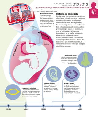 EL CICLO DE LA VIDA
La vida crece 212 213
MESES
MESES
MESES MESES
MESES
Sensible al ruido
El bebé oye los ruidos
potentes. Tras nacer,
recordará canciones y
sonidos que oyó dentro
de la barriga.
Punto de encuentro
La parte final de la
placenta del bebé es
una fina red de vasos
sanguíneos que llegan a
la mitad de la placenta,
cerca de la sangre de la
madre, pero que nunca
se mezcla con ella.
Primera mirada
Los párpados del feto no
se abren hasta el séptimo
mes. Cuando lo hacen por
primera vez, no captan
imágenes, sino que solo
notan la luz o la oscuridad.
Espasmos y pataditas
Las «pataditas» del bebé son
cualquier tipo de movimiento
que nota la madre cuando el
feto dobla la espalda o aprende
a mover las extremidades.
Sentido del olfato
El feto consigue reconocer
el olor de la madre a través
del líquido amniótico. Tras
nacer, el olor de la madre
atraerá al bebé.
Sistema de asistencia
La placenta, un órgano que crece junto
al embrión bajo el control de los genes
de la madre y el feto, garantiza el
desarrollo del bebé. En la placenta,
los vasos sanguíneos de la madre y el
feto están íntimamente entrelazados,
pero su sangre nunca se mezcla, ya
que, si esto pasara, el sistema
inmunitario de la madre rechazaría
el feto como «cuerpo extraño».
El feto obtiene oxígeno y nutrientes
de la sangre de la madre, a través de
la placenta y el cordón umbilical, a
cambio de residuos, como por ejemplo,
dióxido de carbono.
5 6 7 8 9
Cordón
umbilical
Vaso
sanguíneo
del embrión
Vaso sanguíneo de la madre
EMBRIÓN
MADRE
PLACENTA
Aquí se acumula la sangre de la madre
L
Í
Q
U
I
D
O
A
M
N
I
Ó
T
I
C
O
 