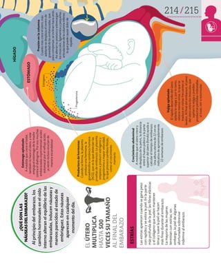 214 215
Crecimiento
abdominal
A
medida
que
el
útero
crece
y
se
desplaza
de
la
pelvis,
la
distancia
entre
el
hueso
púbico
y
la
parte
superior
del
útero
(fondo)
ayuda
a
calcular
el
tiempo
de
embarazo.
Una
altura
uterina
de
22
cm
es
indicativa
de
aproximadamente
22
semanas
de
embarazo.
Vejiga
aplastada
El
rápido
desarrollo
del
útero
aplasta
la
vejiga
y,
por
lo
tanto,
retiene
menos
orina,
lo
que
se
traduce
en
visitas
frecuentes
al
lavabo.
Al
final
del
embarazo,
el
peso
del
útero
estira
los
músculos
que
sujetan
la
vejiga
y
pueden
producirse
pérdidas
indeseadas
al
toser,
reír
o
estornudar.
Progesterona
Las
estrías
aparecen
cuando
se
gana
peso
con
rapidez
y
se
estira
la
piel.
En
la
parte
más
profunda
de
la
piel,
las
fibras
elásticas
y
el
colágeno
que
suelen
mantener
tersa
y
suave
la
piel
se
hacen
más
finas
durante
el
embarazo.
La
mayoría
de
las
mujeres
terminan
con
estrías;
sin
embargo,
la
piel
de
algunas
afortunadas
sobrevive
indemne
al
embarazo.
ESTRÍAS
Presión
en
la
columna
Cuanto
más
crece
el
útero,
más
adelante
se
desplaza
el
centro
de
gravedad
de
las
embarazadas,
que,
para
compensar,
se
inclinan
hacia
atrás.
Así
alteran
su
postura
y
sobrecargan
los
músculos,
ligamentos
y
pequeñas
articulaciones
de
la
columna
inferior,
lo
que
puede
causar
dolor
de
espalda.
Estrógeno
Estómago
aplastado
A
medida
que
crece
el
bebé,
también
lo
hace
el
útero,
y
este
empuja
el
estómago
de
la
madre
contra
el
diafragma.
Por
eso
muchas
embarazadas
experimentan
acidez
estomacal
por
el
reflujo
ácido;
¡a
veces
incluso
eructan
de
manera
escandalosa!
HÍGADO
ESTÓMAGO
Productora
de
hormonas
Cuando
se
forma,
la
placenta
produce
una
hormona,
la
gonadotrofina
coriónica
humana
(hCG),
que
es
la
que
detectan
las
pruebas
de
embarazo.
La
placenta
empieza
a
producir
estrógeno
y
progesterona
a
mayor
velocidad,
lo
que
provoca
cambios
físicos,
como
el
crecimiento
mamario.
¿QUÉ
SON
LAS
NÁUSEAS
DEL
EMBARAZO?
Al
principio
del
embarazo,
los
cambios
hormonales
en
el
oído
interno
alteran
el
equilibrio
de
las
embarazadas,
inducen
náuseas
y
mareos
parecidos
al
estado
de
embriaguez.
Estas
náuseas
aparecen
en
cualquier
momento
del
día.
EL
ÚTERO
MULTIPLICA
HASTA
500
VECES
SU
TAMAÑO
AL
FINAL
DEL
EMBARAZO
 