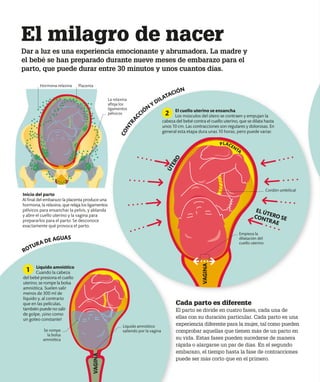 El milagro de nacer
Dar a luz es una experiencia emocionante y abrumadora. La madre y
el bebé se han preparado durante nueve meses de embarazo para el
parto, que puede durar entre 30 minutos y unos cuantos días.
Cada parto es diferente
El parto se divide en cuatro fases, cada una de
ellas con su duración particular. Cada parto es una
experiencia diferente para la mujer, tal como pueden
comprobar aquellas que tienen más de un parto en
su vida. Estas fases pueden sucederse de manera
rápida o alargarse un par de días. En el segundo
embarazo, el tiempo hasta la fase de contracciones
puede ser más corto que en el primero.
Inicio del parto
Al final del embarazo la placenta produce una
hormona, la relaxina, que relaja los ligamentos
pélvicos para ensanchar la pelvis, y ablanda
y abre el cuello uterino y la vagina para
prepararlos para el parto. Se desconoce
exactamente qué provoca el parto.
El cuello uterino se ensancha
Los músculos del útero se contraen y empujan la
cabeza del bebé contra el cuello uterino, que se dilata hasta
unos 10 cm. Las contracciones son regulares y dolorosas. En
general esta etapa dura unas 10 horas, pero puede variar.
2
Líquido amniótico
Cuando la cabeza
del bebé presiona el cuello
uterino, se rompe la bolsa
amniótica. Suelen salir
menos de 300 ml de
líquido y, al contrario
que en las películas,
también puede no salir
de golpe, ¡sino como
un goteo constante!
1
ROTURA DE AGUAS
C
O
N
T
R
A
CCIÓN
Y DILATACIÓN
Placenta
Hormona relaxina
La relaxina
afloja los
ligamentos
pélvicos
Empieza la
dilatación del
cuello uterino
Cordón umbilical
Ú
T
E
R
O
EL ÚTERO SE
CONTRAE
Se rompe
la bolsa
amniótica
Líquido amniótico
saliendo por la vagina
VAGINA
PLACENTA
VAGINA
 