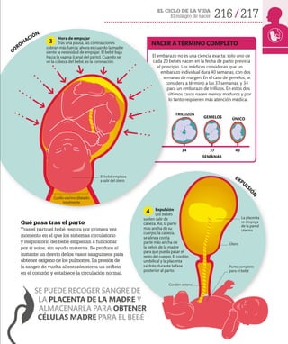 EL CICLO DE LA VIDA
El milagro de nacer 216 217
Qué pasa tras el parto
Tras el parto el bebé respira por primera vez,
momento en el que los sistemas circulatorio
y respiratorio del bebé empiezan a funcionar
por sí solos, sin ayuda materna. Se produce al
instante un desvío de los vasos sanguíneos para
obtener oxígeno de los pulmones. La presión de
la sangre de vuelta al corazón cierra un orificio
en el corazón y establece la circulación normal.
SE PUEDE RECOGER SANGRE DE
LA PLACENTA DE LA MADRE Y
ALMACENARLA PARA OBTENER
CÉLULAS MADRE PARA EL BEBÉ
NACER A TÉRMINO COMPLETO
El embarazo no es una ciencia exacta: solo uno de
cada 20 bebés nacen en la fecha de parto prevista
al principio. Los médicos consideran que un
embarazo individual dura 40 semanas, con dos
semanas de margen. En el caso de gemelos, se
considera a término a las 37 semanas, y 34
para un embarazo de trillizos. En estos dos
últimos casos nacen menos maduros y por
lo tanto requieren más atención médica.
Hora de empujar
Tras una pausa, las contracciones
cobran más fuerza: ahora es cuando la madre
siente la necesidad de empujar. El bebé baja
hacia la vagina (canal del parto). Cuando se
ve la cabeza del bebé, es la coronación.
3
EXPUL
S
I
Ó
N
CORONACIÓN
Cuello uterino dilatado
totalmente
El bebé empieza
a salir del útero
Útero
Parto completo
para el bebé
Cordón entero
SEMANAS
Expulsión
Los bebés
suelen salir de
cabeza. Así, la parte
más ancha de su
cuerpo, la cabeza,
se alinea con la
parte más ancha de
la pelvis de la madre
para que pueda pasar el
resto del cuerpo. El cordón
umbilical y la placenta
saldrán durante la fase
posterior al parto.
34 37
TRILLIZOS
GEMELOS ÚNICO
40
La placenta
se despega
de la pared
uterina
4
 