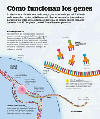 Cómo funcionan los genes
Si el ADN es el libro de recetas del cuerpo, entonces cada gen del ADN sería
cada una de las recetas individuales del libro, ya que son las instrucciones
para crear un único agente químico o proteína. Se calcula que los humanos
tenemos unos 20 000 genes que codifican diferentes proteínas.
Planos genéticos
Para traducir un gen en una proteína, primero las
enzimas copian (transcriben) el ADN del núcleo para
formar una cadena de ARN mensajero (ARNm). La
célula solo copiará los genes que necesite y no toda la
secuencia de ADN. A continuación el ARNm sale del
núcleo hacia el citoplasma de la célula, donde se puede
traducir en la cadena de aminoácidos encargada de
elaborar la proteína.
Inicio de la traducción
El ARNm recién hecho se desplaza y
se une a una unidad de creación de proteínas,
el ribosoma, donde atrae moléculas de ARN
de transferencia (ARNt), cada una de ellas
con su aminoácido unido.
1
Copia del ADN en el núcleo
Una enzima especial se une al ADN para separar
las dos cadenas de la doble hélice. A medida que
se desplaza, añade ácidos nucleicos de ARN
que complementan la cadena única de ADN
para formar una única cadena de ARNm.
La enzima de ARN
polimerasa produce
una nueva cadena
de ARNm
La cadena de ARNm sale
hacia el citoplasma
El ARNm contiene
los pares de bases
complementarios a
la cadena de ADN
El ADN se separa en
la secuencia de genes
adecuada
Membrana
nuclear
Poro en la
membrana
nuclear
Aminoácido
NÚCLEO
CELULAR
ADN
CITOPLASMA
Anticodón
C
A
D
E
N
A
Ú
N
I
C
A
D
E
A
D
N
ARNm
ARNMENSAJERO (ARNm)
ARN DE
TRANSFERENCIA
(ARNt)
 