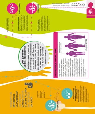 222 223
EL CICLO DE LA VIDA
Hormonas adolescentes
Primera
eyaculación
El
pene
y
los
testículos
crecen,
y
empieza
la
producción
de
esperma.
Aparece
la
primera
eyaculación,
normalmente
durmiendo
en
forma
de
«sueño
húmedo».
ÚTERO
Y
OVARIOS
PRODUCCIÓN
DE
ESPERMATOZOIDES
EN
LOS
TESTÍCULOS
VELLO
PÚBICO
VELLO
PÚBICO
Primera
menstruación
El
primer
período
aparece
entre
los
10
y
los
16
años;
lo
más
habitual
es
a
los
12
años.
La
ovulación
es
irregular
y
el
útero
crece
hasta
ser
del
tamaño
de
un
puño
cerrado.
Secreción
vaginal
La
vagina
se
alarga
y
empieza
a
segregar
una
secreción
lechosa
o
blanca,
uno
de
los
primeros
signos
de
la
pubertad.
El
olor
corporal
de
la
adolescente
quizá
es
más
potente.
LOS
PRIMEROS
Y
LOS
ÚLTIMOS
¿POR
QUÉ
TIENEN
ACNÉ
LOS
ADOLESCENTES?
Las
hormonas
de
la
pubertad
estimulan
las
glándulas
sebáceas
o
grasas
de
la
piel.
Cuando
se
estrenan
en
su
tarea,
les
cuesta
algo
adaptarse
a
una
tasa
normal
de
secreción
de
grasa
y
por
eso
durante
la
pubertad
aparecen
granos.
NIÑAS
DE
12
AÑOS
Los
ovarios
producen
estrógeno,
que
acelera
los
cambios
de
la
pubertad
La
pubertad
empieza
a
diferentes
edades,
por
eso
algunas
amigas
de
la
misma
edad
son
más
altas
y
parecen
más
maduras
que
otras.
Por
lo
tanto,
es
posible
que
tres
niñas
de
12
años
tengan
una
altura
y
un
peso
muy
diferentes.
Las
niñas
tienden
a
desarrollarse
antes
que
los
niños
porque
parece
que
la
pubertad
femenina
se
inicia
con
un
peso
de
47
kg.
En
los
niños
este
peso
es
superior:
unos
55
kg.
Los
testículos
producen
testosterona,
que
acelera
los
cambios
de
la
pubertad
Menos
desarrollada
que
las
de
su
edad
DURANTE
UN
ESTIRÓN
DE
LA
PUBERTAD
¡SE
PUEDEN
GANAR
HASTA
9
CM
DE
ALTURA
EN
TAN
SOLO
UN
AÑO!
 