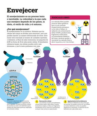 Envejecer
El envejecimiento es un proceso lento
e inevitable. La velocidad a la que cada
uno envejece depende de los genes, la
dieta, el estilo de vida y el entorno.
Los radicales libres pueden
provocar daños genéticos
que a su vez causarán
envejecimiento prematuro.
La luz solar, el tabaco, la
radiación o la contaminación
dañan el ADN y produce estos
fragmentos moleculares.
Los antioxidantes dietéticos
de frutas y verduras ayudan a
neutralizar los radicales libres y
abren la puerta a vivir más tiempo.
RADICALES LIBRES
ADN
TELÓMERO
¿Por qué envejecemos?
El envejecimiento es un misterio. Sabemos que las
células del cuerpo se dividen para renovarse, pero solo
pueden hacerlo un número determinado de veces. Este
límite está vinculado al número de unidades repetidas,
o telómeros, al final de cada cromosoma, los paquetes de
ADN en forma de X de cada núcleo celular. Si heredamos
telómeros largos, las células pueden sufrir más
divisiones, y por lo tanto podremos vivir más.
Cromosoma
La célula no se
puede duplicar
Célula
duplicándose
CÉLULA
NÚCLEO
Telómero
Renovación celular
Las enzimas se unen a los telómeros,
a punto para copiar cada célula. Cuando
la enzima se separa, se lleva un fragmento
de telómero; así es como los cromosomas
se hacen más cortos en cada división.
Agotamiento de los telómeros
Al final, el telómero es tan corto que
las enzimas no pueden unirse a él. Las células
con estos telómeros cortos no pueden
duplicarse ni renovarse. La duración de los
telómeros de cada célula varía.
1 2
Telómeros
El final de cada brazo del cromosoma
contiene un telómero, un fragmento de
ADN repetido. Durante la división celular,
las enzimas se unen a los telómeros para
acelerar las reacciones químicas implicadas
en la división celular.
TELÓMERO
 