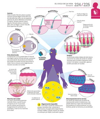 224 225
EL CICLO DE LA VIDA
Envejecer
Vista deteriorada
La exposición a la luz puede dañar la mácula,
una región vital en el fondo del ojo, y provocar
una acumulación de productos de desecho
que acabe con puntos oscuros que priven la
visión. Esto se conoce como degeneración
macular asociada con la edad.
Sordera
Las diminutas células ciliadas del oído interno
convierten las ondas de sonido en señales
nerviosas que el cerebro interpreta como
sonido. Si se dañan o se pierden, aparece
sordera asociada con la edad.
Manchas de la edad
Los rayos ultravioletas generan
radicales libres cuando la piel
se expone al sol, lo que hace
que las células que producen
la pigmentación aumenten su
actividad y creen así las manchas
de la edad.
TELÓMERO
AUSENTE
Calvicie
Determinados folículos pilosos quedan
inactivos porque llegan al final del ciclo
de vida antes que otros, por eso aparecen
patrones de calvicie diferentes en hombres
y mujeres. Aunque seamos calvos,
algunos folículos pilosos contienen
pelo, pero no llegan a crecer más allá
de la superficie de la piel.
Descomposición de los nervios
Las vainas de mielina que recubren las
neuronas del cerebro se deterioran y las
señales eléctricas viajan más lentamente.
Esta puede ser la causa de pensar con más
lentitud, perder la memoria y la sensibilidad.
Vaina de mielina
deteriorada
Vaina de
mielina sana
Folículo piloso
inactivo
El pelo no llega a la
superficie de la piel
Pelo fino
Degeneración de
las células ciliadas
en el oído
Un exceso de
melanina causa
una mancha
de la edad
La célula no se
puede duplicar
Melanocito que produce
el pigmento de la piel
oscura llamado melanina
V
E
J
EZ
VEJEZ
V
E
J
E
Z
MADUREZ
VEJEZ
J
U
VENTUD
JUVE
N
T
U
D
JUVENTUD
J
U
V
ENTUD
JUVEN
T
U
D
VEJEZ
Acumulación
de productos de
desecho
Mácula
Regeneración imposible
En la vejez cuando las células ya no
pueden renovarse más, comienzan a
deteriorarse y los signos del envejecimiento
se hacen visibles. Cuando mueren las células,
se sustituyen por tejido cicatrizado o grasa.
3
Folículo
piloso
más fino
 