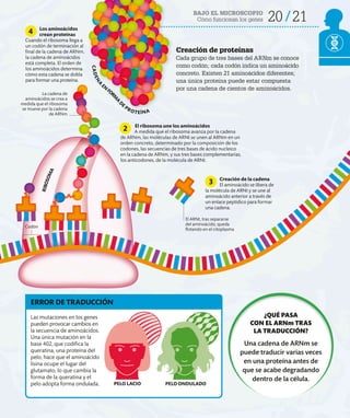 BAJO EL MICROSCOPIO
Cómo funcionan los genes 20 21
Creación de proteínas
Cada grupo de tres bases del ARNm se conoce
como codón; cada codón indica un aminoácido
concreto. Existen 21 aminoácidos diferentes;
una única proteína puede estar compuesta
por una cadena de cientos de aminoácidos.
El ribosoma une los aminoácidos
A medida que el ribosoma avanza por la cadena
de ARNm, las moléculas de ARNt se unen al ARNm en un
orden concreto, determinado por la composición de los
codones, las secuencias de tres bases de ácido nucleico
en la cadena de ARNm, y sus tres bases complementarias,
los anticodones, de la molécula de ARNt.
Creación de la cadena
El aminoácido se libera de
la molécula de ARNt y se une al
aminoácido anterior a través de
un enlace peptídico para formar
una cadena.
Los aminoácidos
crean proteínas
Cuando el ribosoma llega a
un codón de terminación al
final de la cadena de ARNm,
la cadena de aminoácidos
está completa. El orden de
los aminoácidos determina
cómo esta cadena se dobla
para formar una proteína.
2
3
4
La cadena de
aminoácidos se crea a
medida que el ribosoma
se mueve por la cadena
de ARNm
Las mutaciones en los genes
pueden provocar cambios en
la secuencia de aminoácidos.
Una única mutación en la
base 402, que codifica la
queratina, una proteína del
pelo, hace que el aminoácido
lisina ocupe el lugar del
glutamato, lo que cambia la
forma de la queratina y el
pelo adopta forma ondulada.
ERROR DE TRADUCCIÓN
PELO LACIO PELO ONDULADO
Codón
¿QUÉ PASA
CON EL ARNm TRAS
LA TRADUCCIÓN?
Una cadena de ARNm se
puede traducir varias veces
en una proteína antes de
que se acabe degradando
dentro de la célula.
R
I
B
O
S
O
M
A
C
A
D
E
N
A
EN
FO
R
M
A
D
E
PROTEÍNA
El ARNt, tras separarse
del aminoácido, queda
flotando en el citoplasma
 