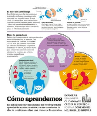 APRENDER QUÉ SED
E
B
E
I
G
N
O
R
A
R
REFUERZO DE LA CONDUCT
A
A
P
R
E
N
D
E
R
P
O
R
A
S
O
C
I
A
C
I
Ó
N
La base del aprendizaje
Cuando aprendemos algo o reaccionamos
a estímulos, se forman conexiones entre
neuronas. Los mensajes pasan de una
célula a otra mediante neurotransmisores
(agentes químicos liberados por las neuronas).
Cuanto más frecuentemente recordemos lo
aprendido, más mensajes envían las células
y más se refuerza su conexión.
Antes de aprender
Al principio, cuando la neurona se
activa, libera una pequeña cantidad
de neurotransmisor; la receptora solo
tiene unos pocos receptores.
Después de aprender
La neurona libera más neurotransmisor
y se han formado más receptores en la
segunda neurona, lo que refuerza
la conexión.
Cómo aprendemos
Las conexiones entre las neuronas del cerebro permiten
aprender de manera constante, sin ser conscientes de
ello. La repetición es clave para conservar lo aprendido.
Tipos de aprendizaje
La información se aprende de maneras diferentes,
según qué sea y cómo se presente. Para
algunos talentos, tenemos un «período
crítico» en el que podemos dominarlos
por completo. Por ejemplo, al aprender
otro idioma de adultos, el período crucial
para adquirir los sonidos básicos del
idioma ya ha pasado y, por lo tanto,
se acaba hablando con
acento extraño.
EXPLORAR
UNA NUEVA
CIUDAD HACE
CRECER EL CEREBRO AL
FORMAR CONEXIONES
NEURONALES NUEVAS
Aprendizaje asociativo
Cuando dos cosas coinciden de
manera habitual, aprendemos a
asociarlas. Si siempre suena una
campana antes de comer, oír una
campana te abrirá el apetito.
El sonido solo ya
despierta el hambre
Hambre por la
combinación
de estímulos
Señales no importantes
Cuando un estímulo es nuevo,
automáticamente le prestamos
atención. Cuando no indica algo
importante, aprendemos a ignorarlo.
Conducta premiada
Conducta que se
castigará
Vesícula con
neurotransmisores
Neurona
Premios y castigos
Premiar las buenas
conductas y castigar
las malas ayuda a reforzar
los conceptos de qué es
aceptable y qué no lo es.
Sin respuesta
al sonido
Alerta por
el sonido
La segunda neurona
recibe el neurotransmisor
Receptor en
la neurona
 